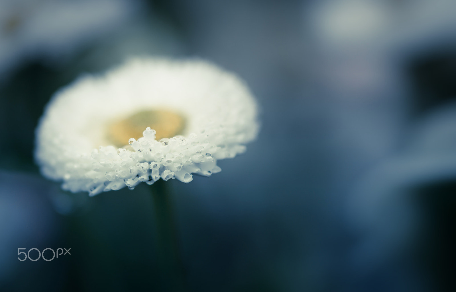 Samsung NX30 + Samsung NX 60mm F2.8 Macro ED OIS SSA sample photo. Wet pearls photography