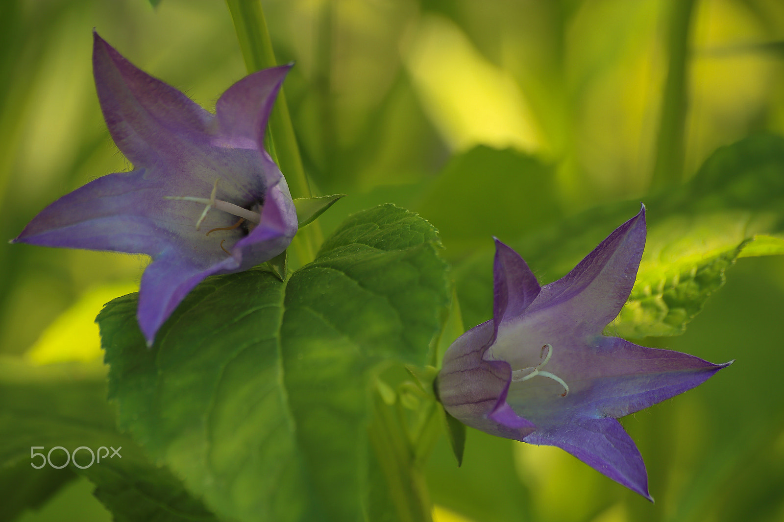 Sigma 70-300mm F4-5.6 APO DG Macro sample photo. The throatwort photography