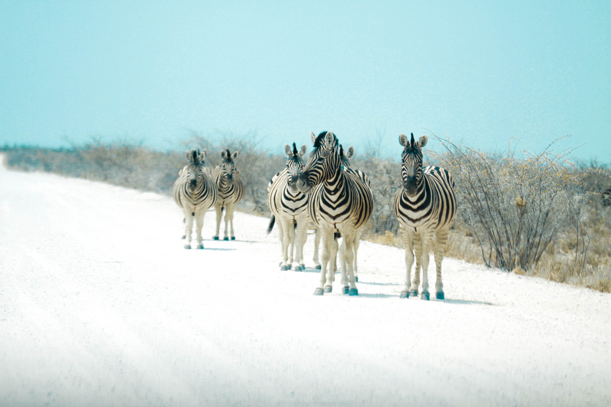 Canon EF 100-400mm F4.5-5.6L IS USM sample photo. Zebras - etosha pan namibia photography