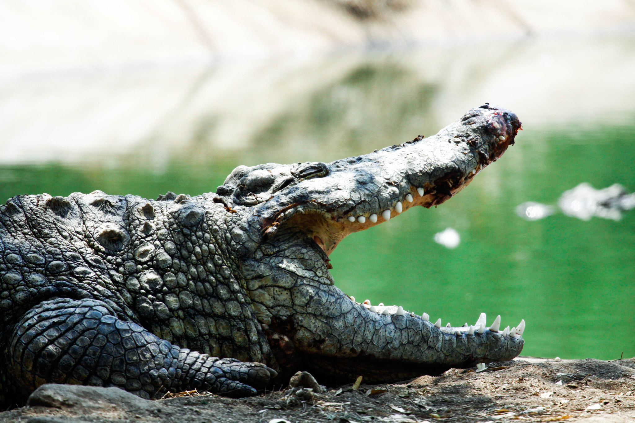 Canon EF 100-400mm F4.5-5.6L IS USM sample photo. Crocodile photography