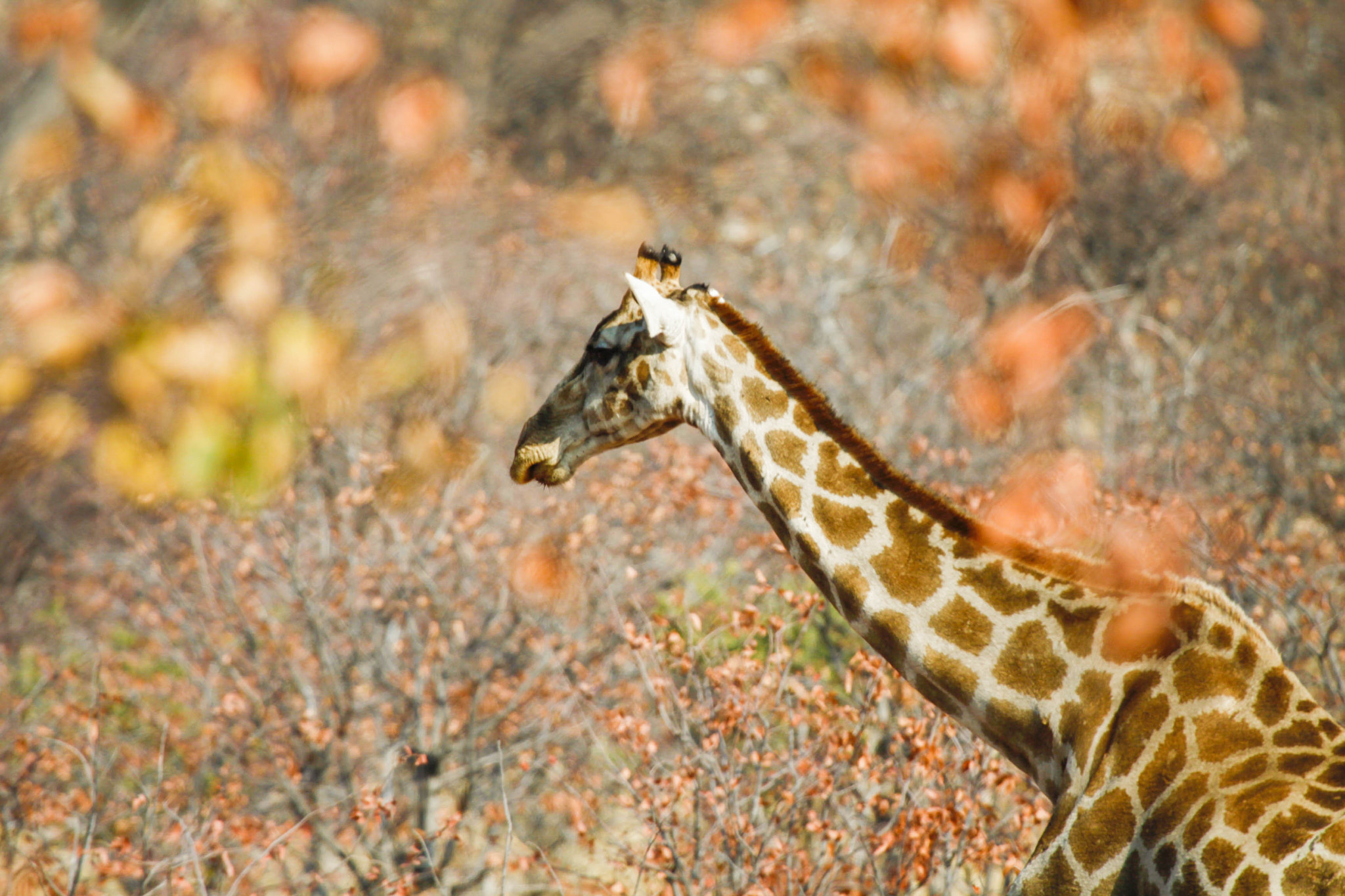 Canon EF 100-400mm F4.5-5.6L IS USM sample photo. Giraffe photography