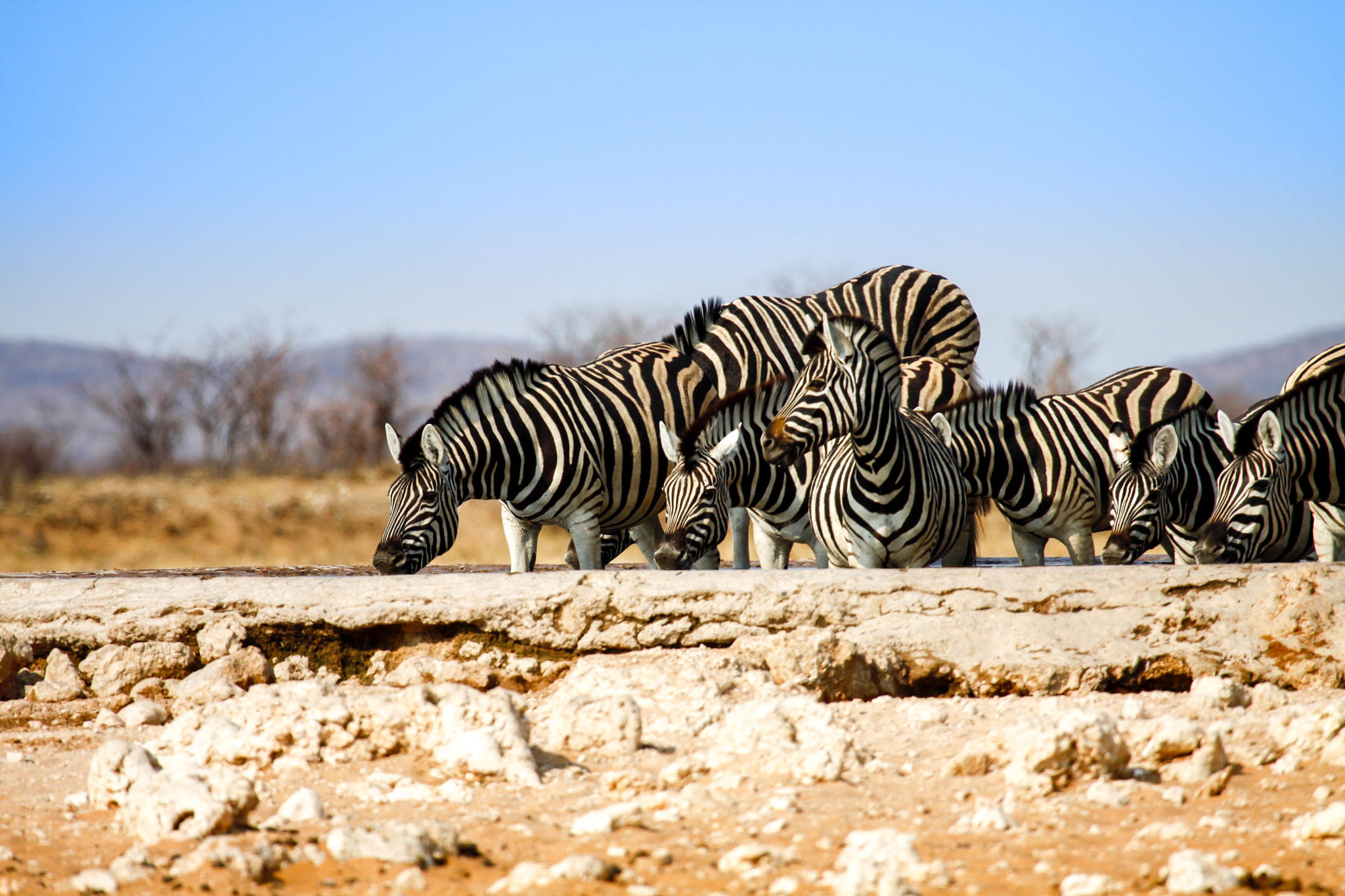 Canon EOS 50D + Canon EF 100-400mm F4.5-5.6L IS USM sample photo. Zebras drinking photography