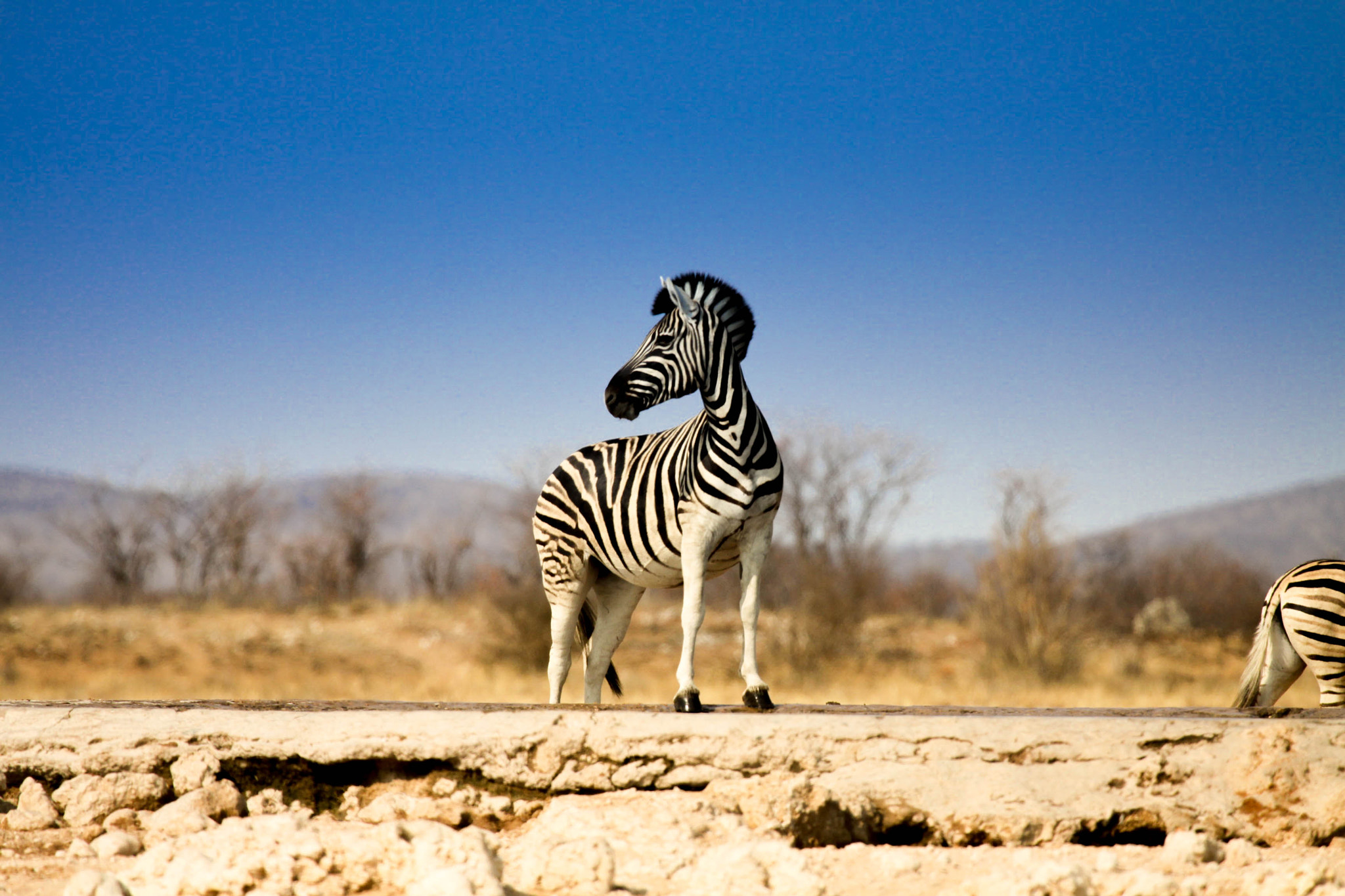 Canon EOS 50D + Canon EF 100-400mm F4.5-5.6L IS USM sample photo. Zerba at a water pond - namibia photography
