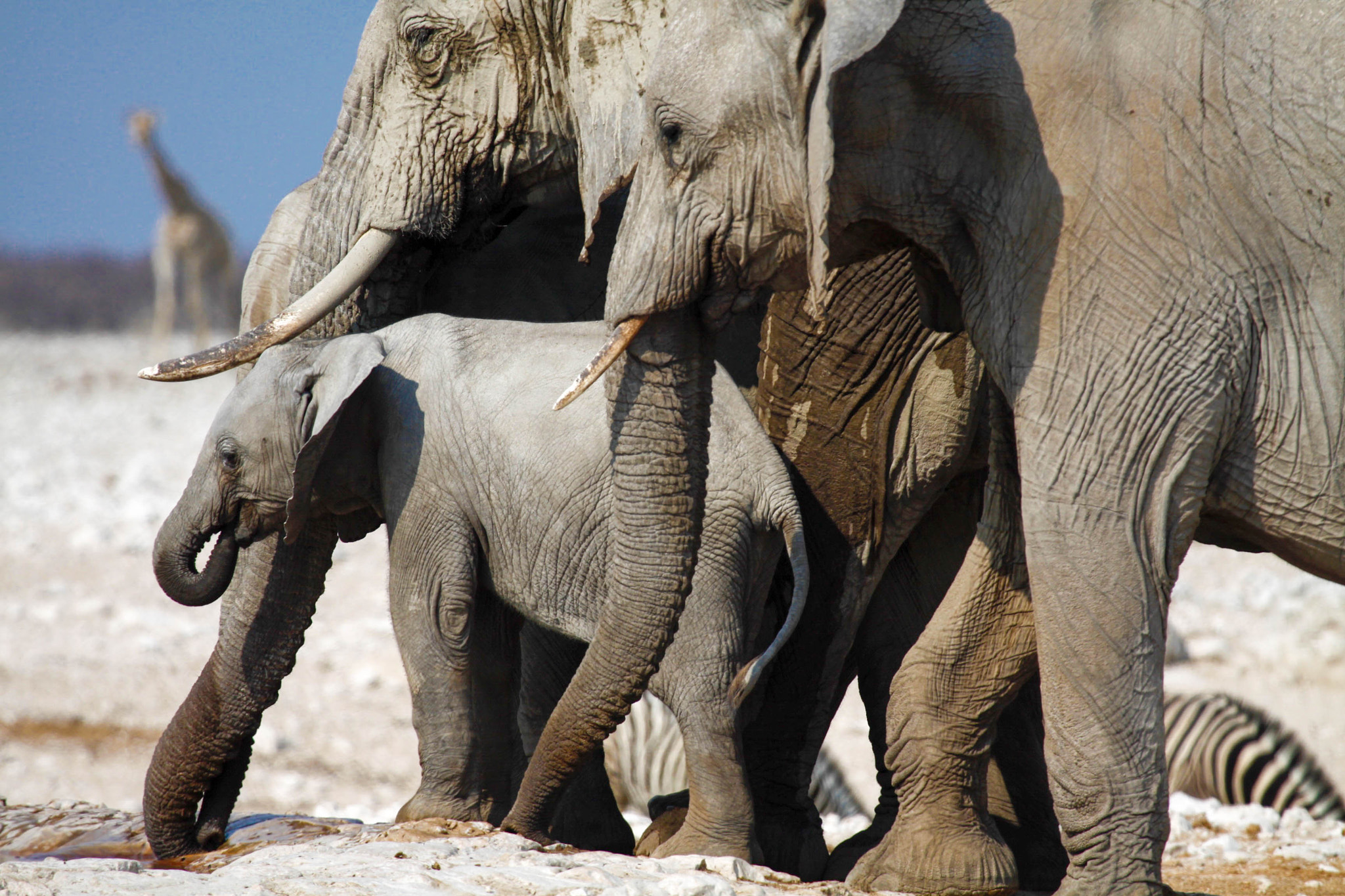 Canon EF 100-400mm F4.5-5.6L IS USM sample photo. Elephant family at the water pond photography