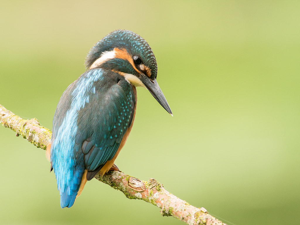 Sony a6300 + Minolta AF 400mm F4.5 HS-APO G sample photo. Kingfisher photography