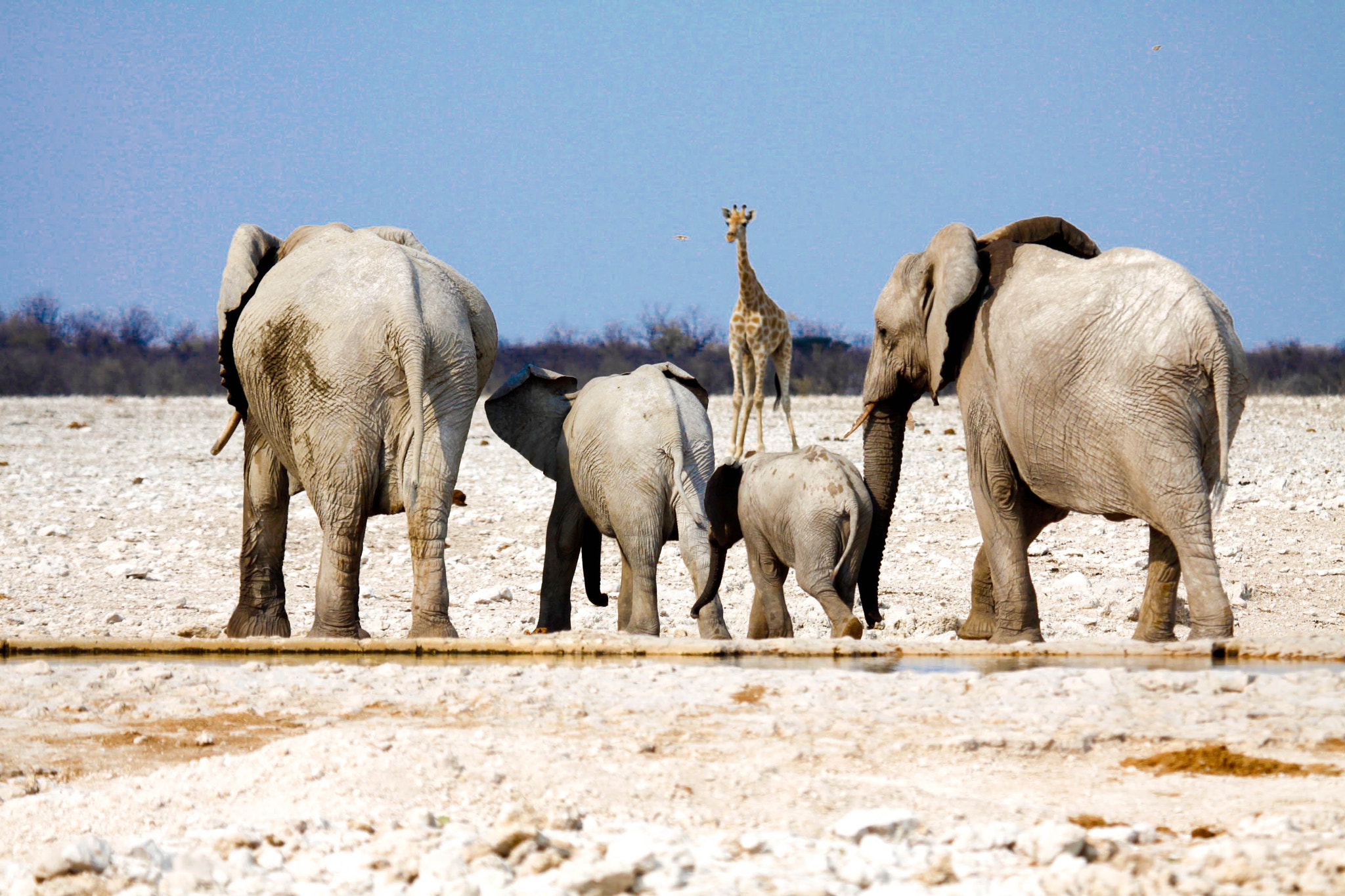 Canon EF 100-400mm F4.5-5.6L IS USM sample photo. Wild family portrait photography