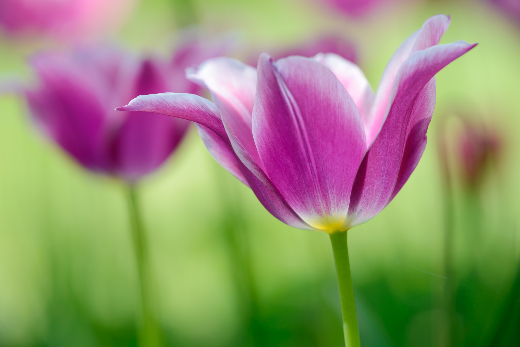Sigma 150mm F2.8 EX DG Macro HSM sample photo. Magenta tulips photography