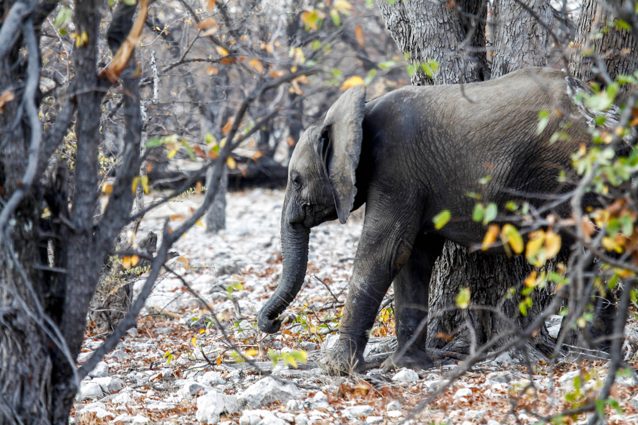 Canon EF 100-400mm F4.5-5.6L IS USM sample photo. Baby elephant browsing photography