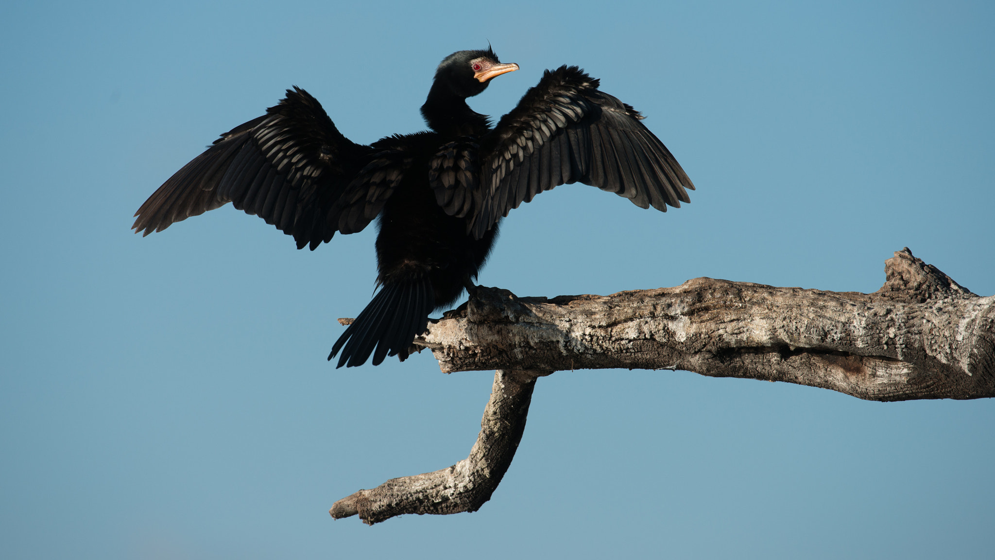 Nikon AF-S Nikkor 200-400mm F4G ED-IF VR sample photo. Spread wings photography
