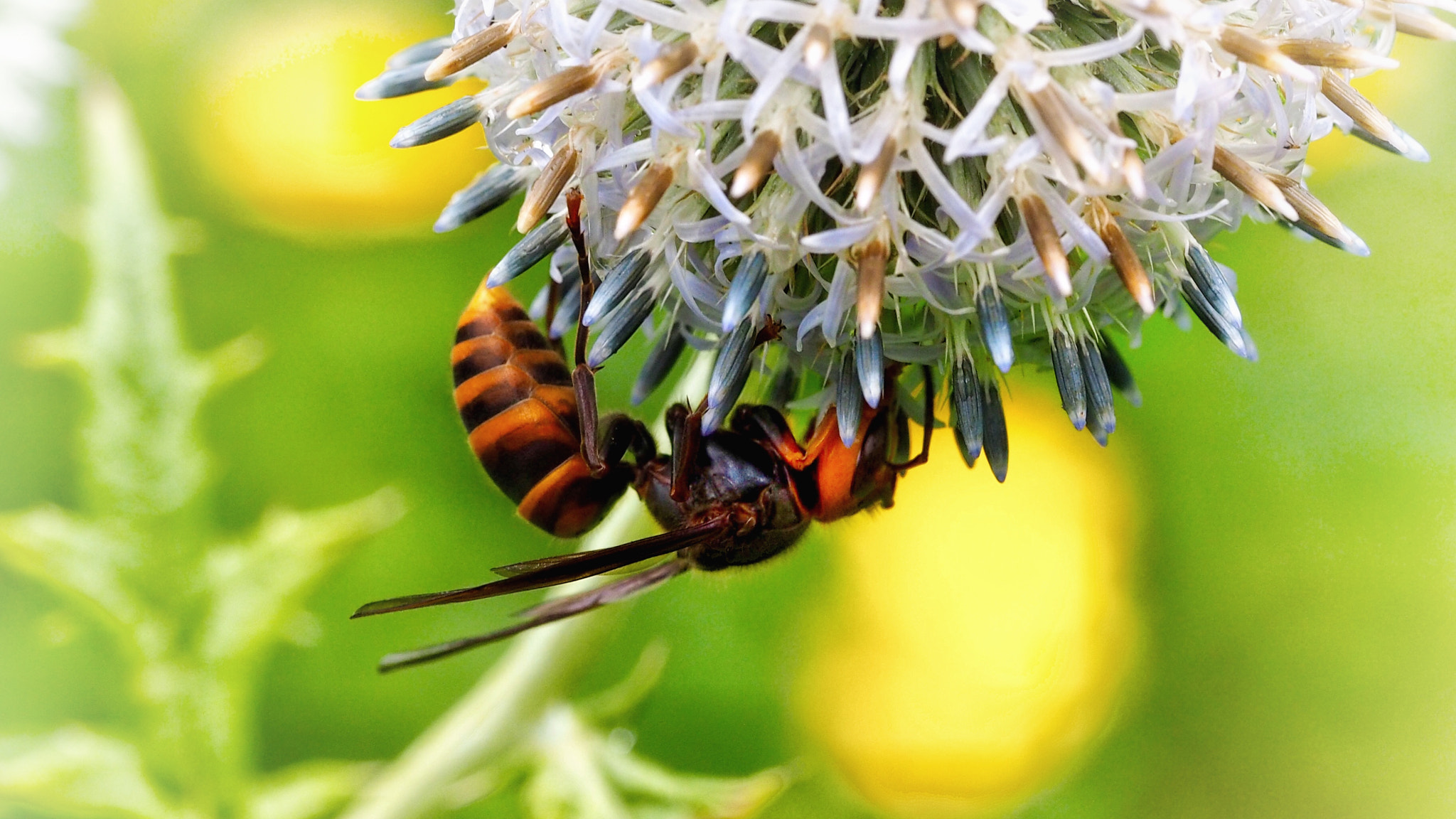 Olympus PEN E-PL7 sample photo. Hornet and echinops setifer photography