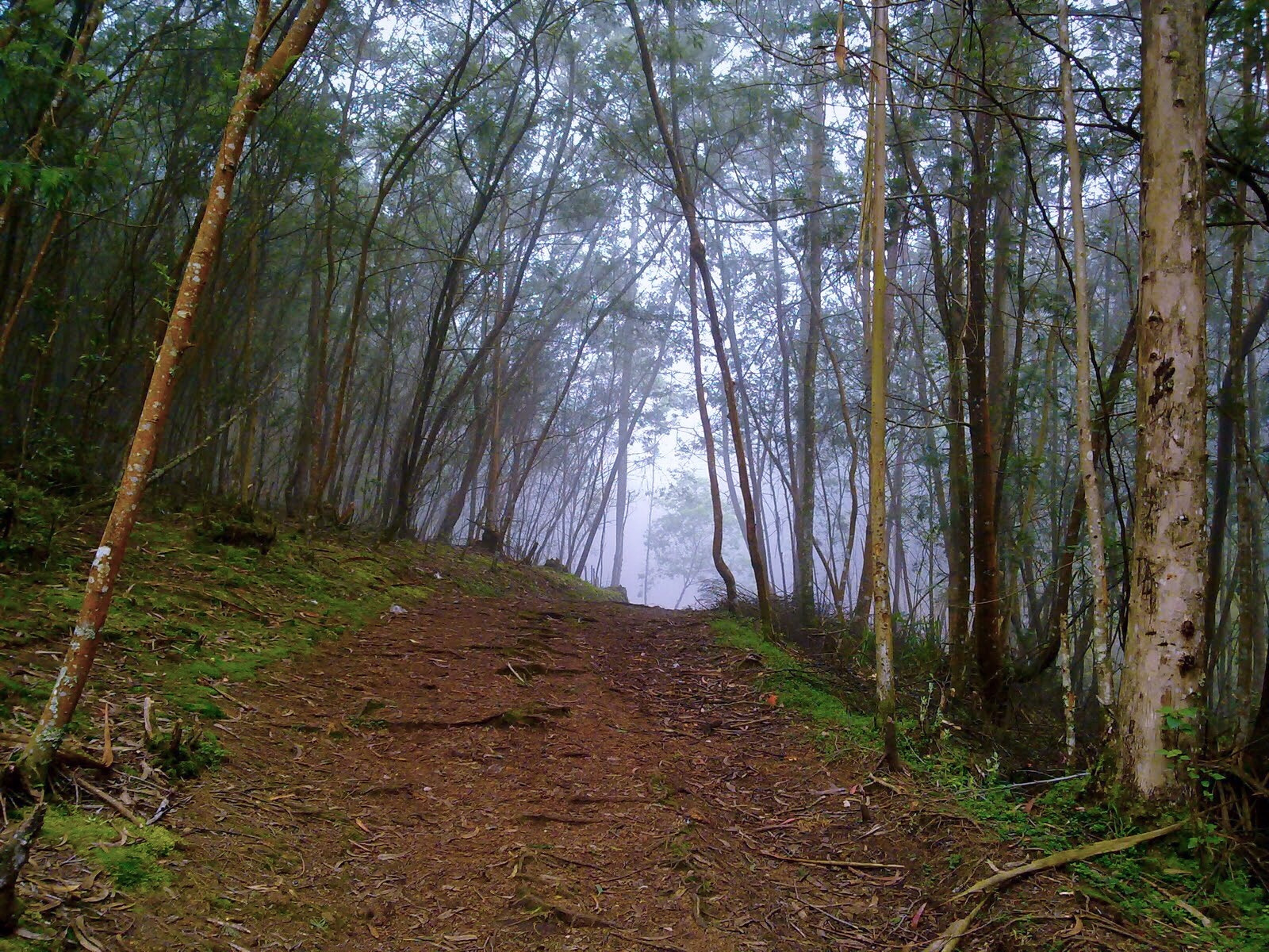 Nokia N97 mini sample photo. Path to light! photography