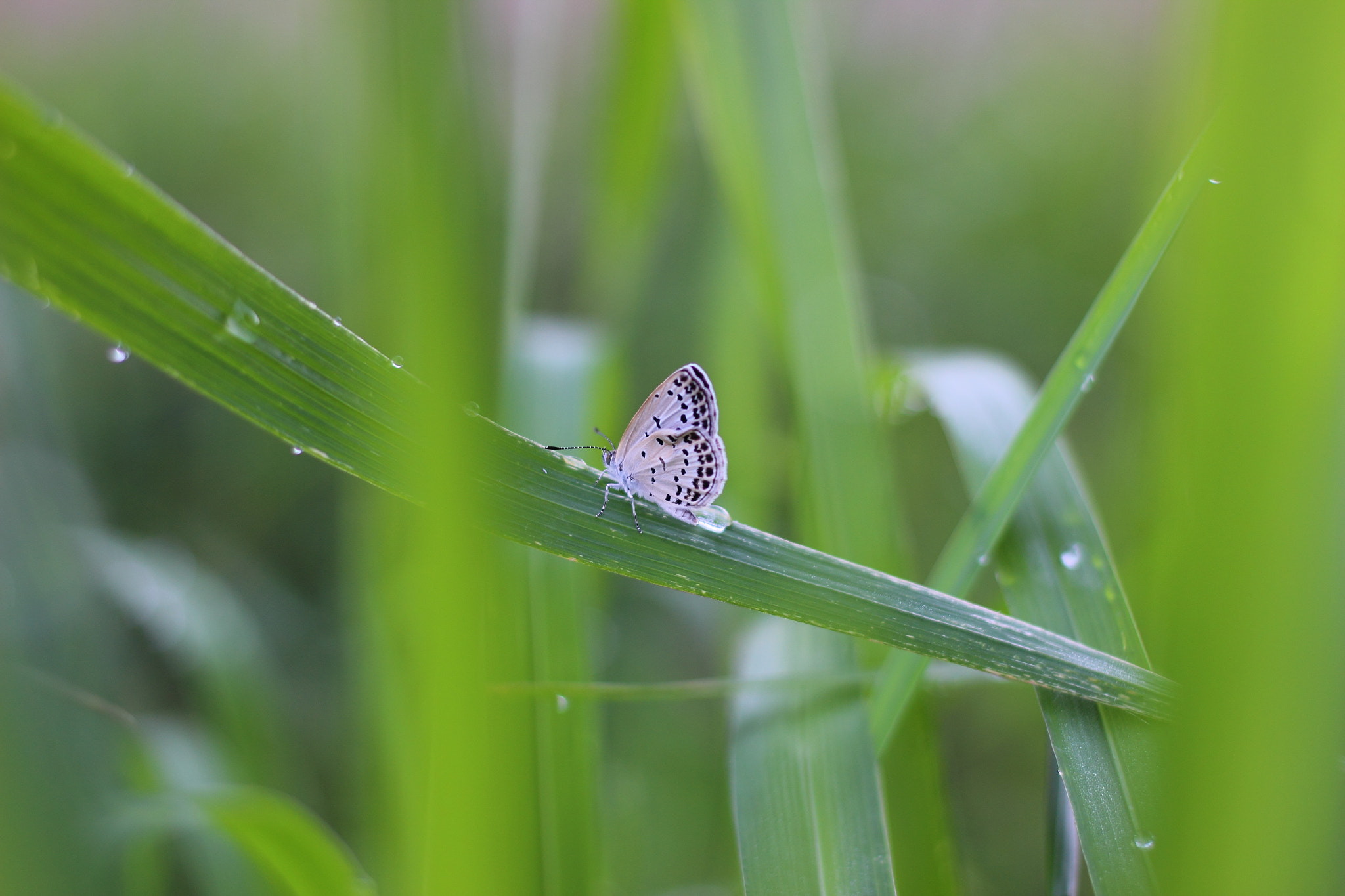 Canon EOS 600D (Rebel EOS T3i / EOS Kiss X5) sample photo. 平池公園にて photography