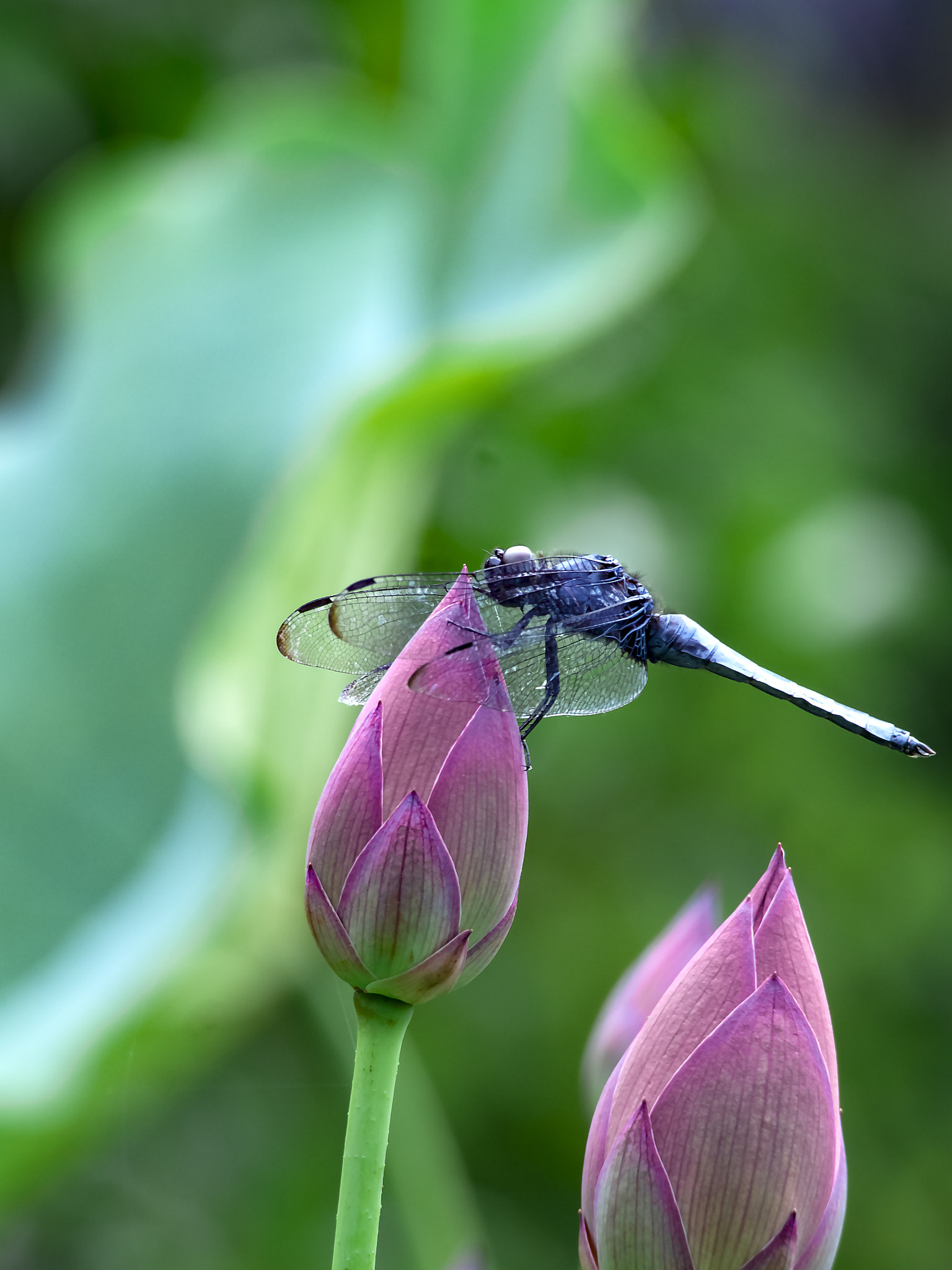 Olympus OM-D E-M5 sample photo. Lotus and dragonfly photography