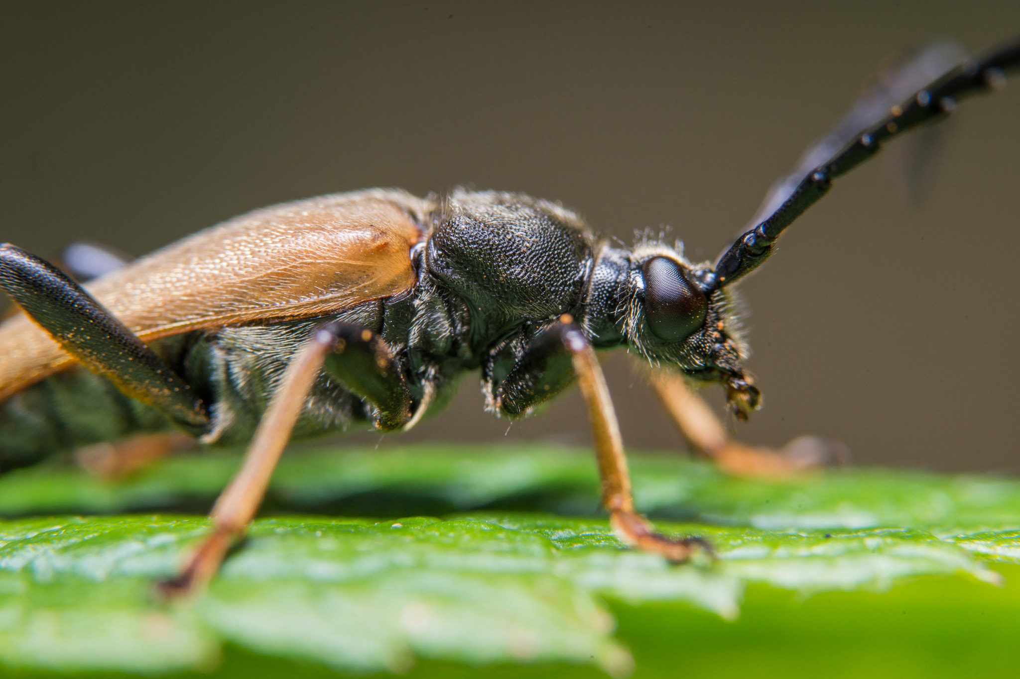 Sony a99 II sample photo. Bug photography