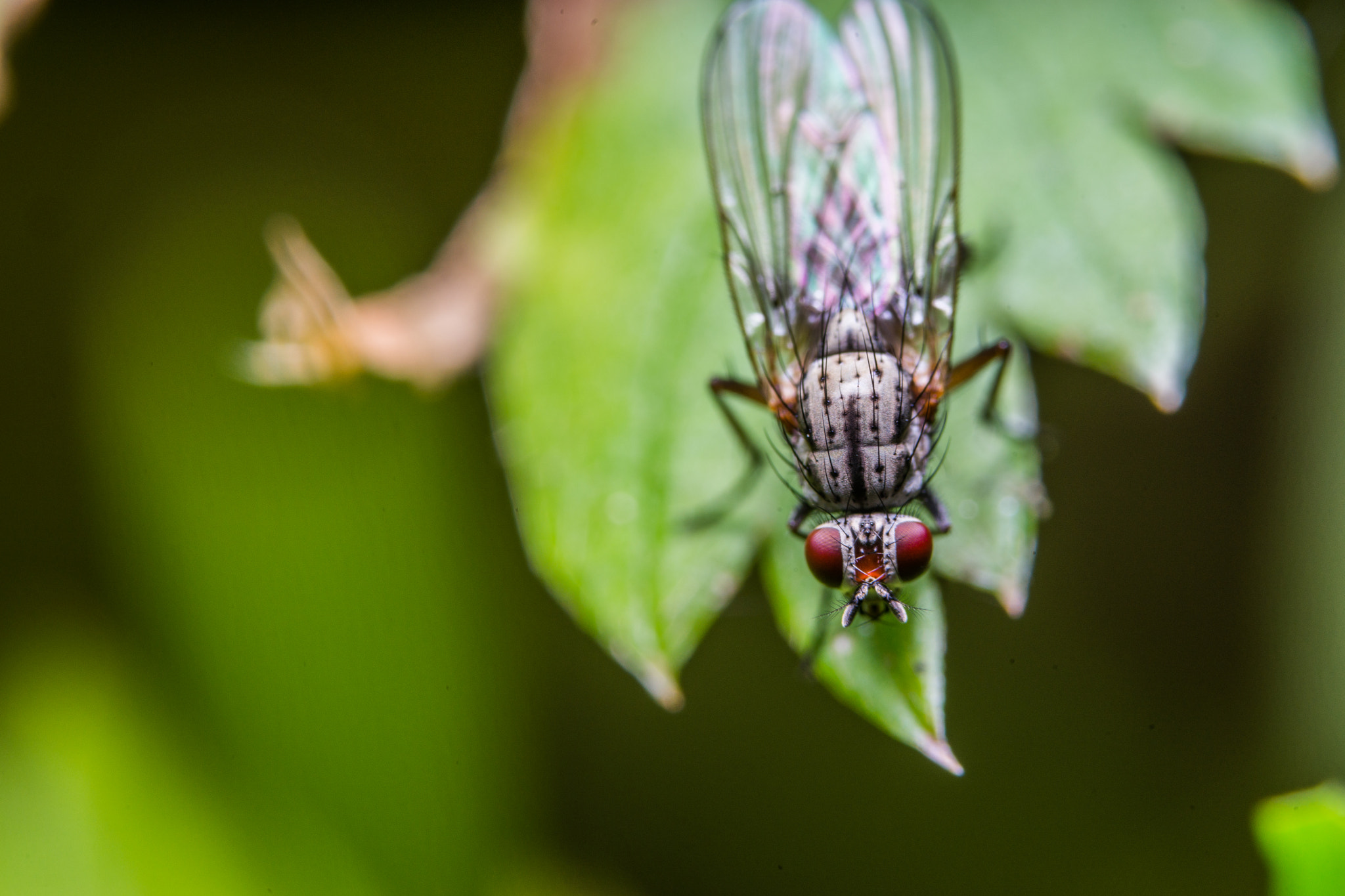 90mm F2.8 Macro SSM sample photo. Fly photography