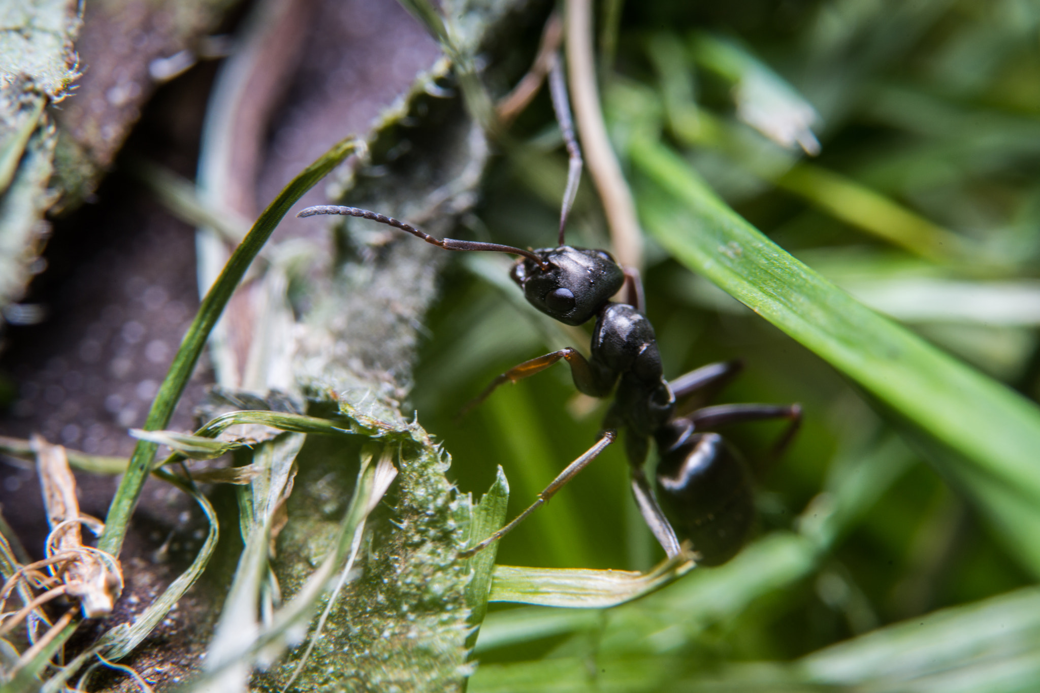 Sony a99 II + 90mm F2.8 Macro SSM sample photo. Ant photography