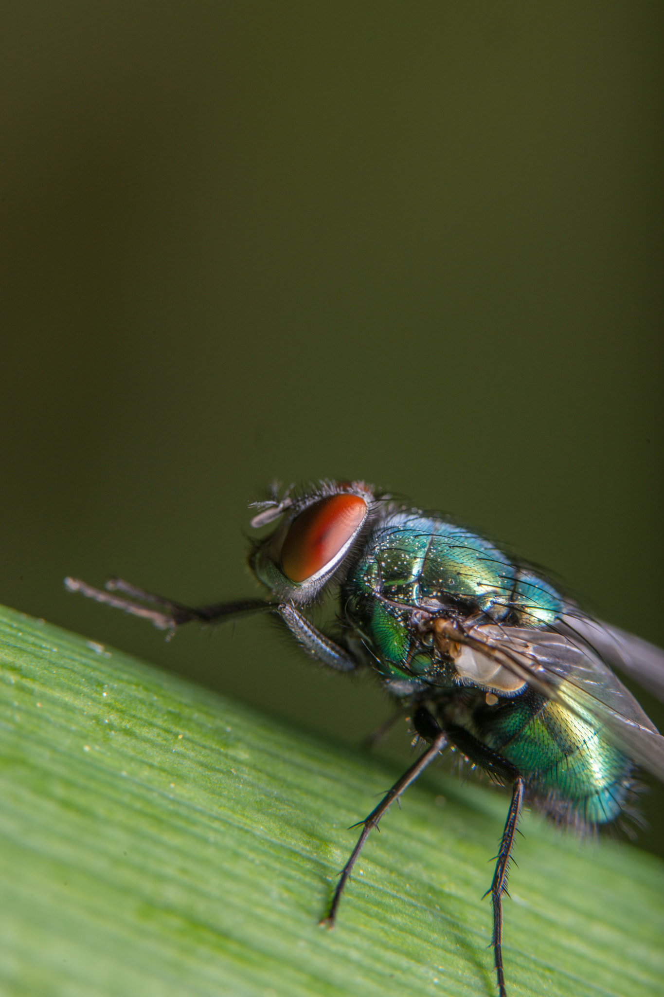 Sony a99 II + 90mm F2.8 Macro SSM sample photo. Fly photography