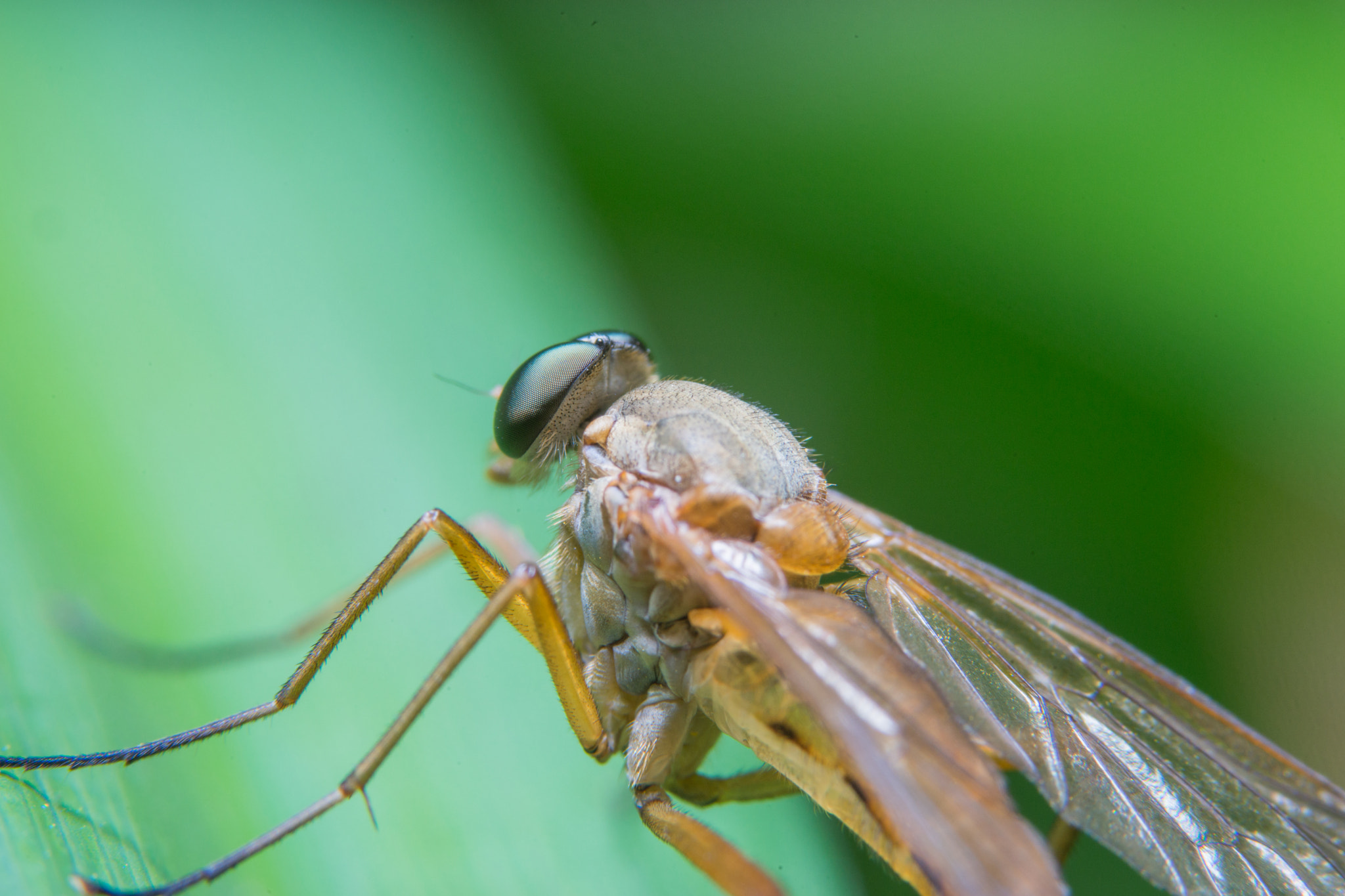 90mm F2.8 Macro SSM sample photo. Fly photography