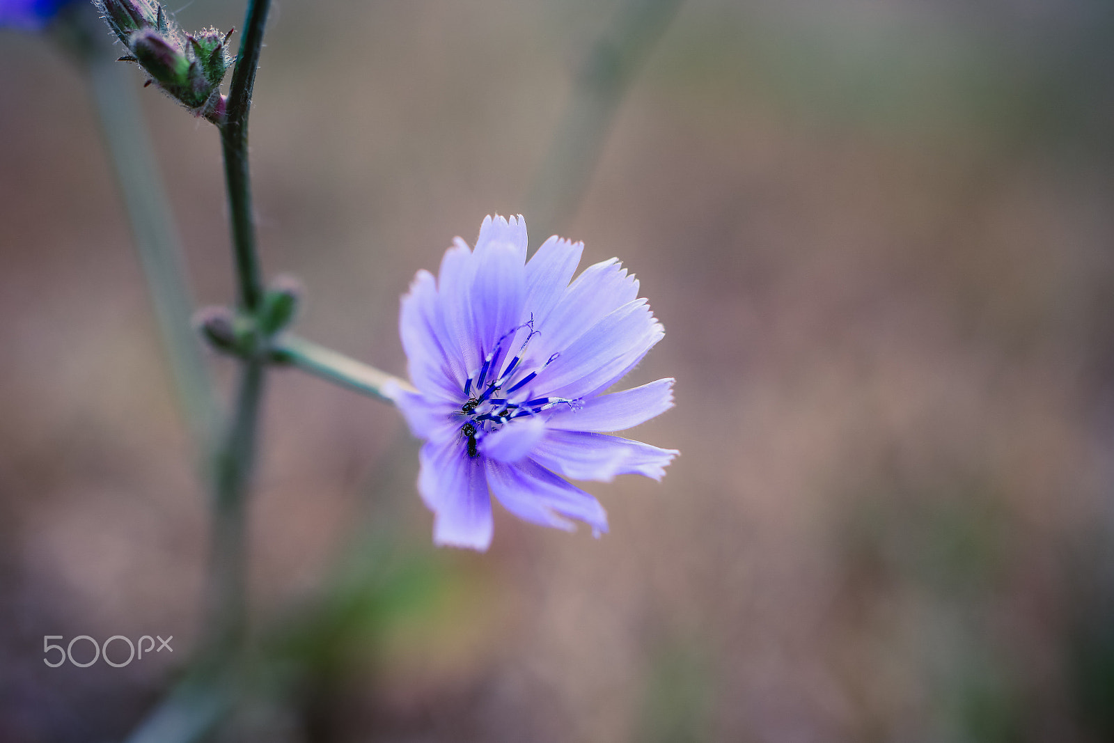 Tamron SP 45mm F1.8 Di VC USD sample photo. Beauty in barren places photography