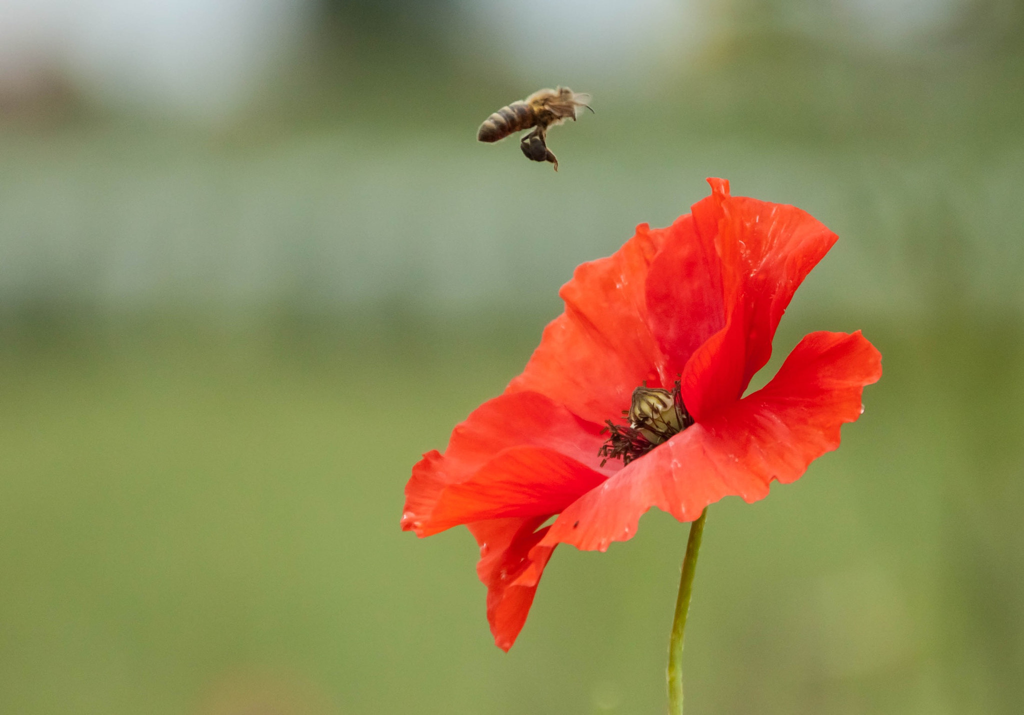 Canon EOS 50D + Sigma 18-250mm F3.5-6.3 DC OS HSM sample photo. Coquelicot and bee photography