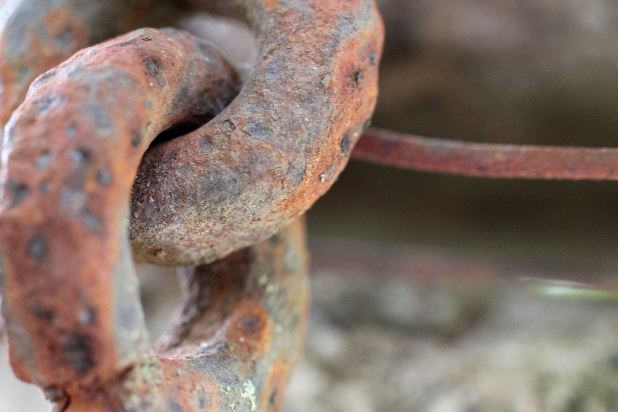Canon EF 50mm F2.5 Macro sample photo. Ferrugem ii photography