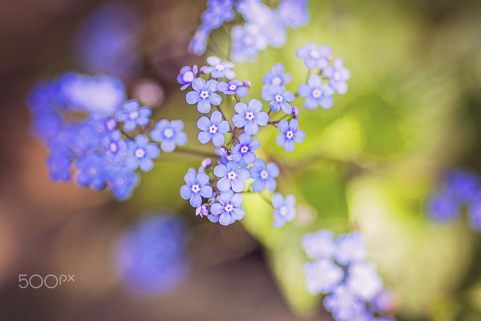 Canon EOS 7D Mark II + Canon EF 135mm F2L USM sample photo. Flowers photography