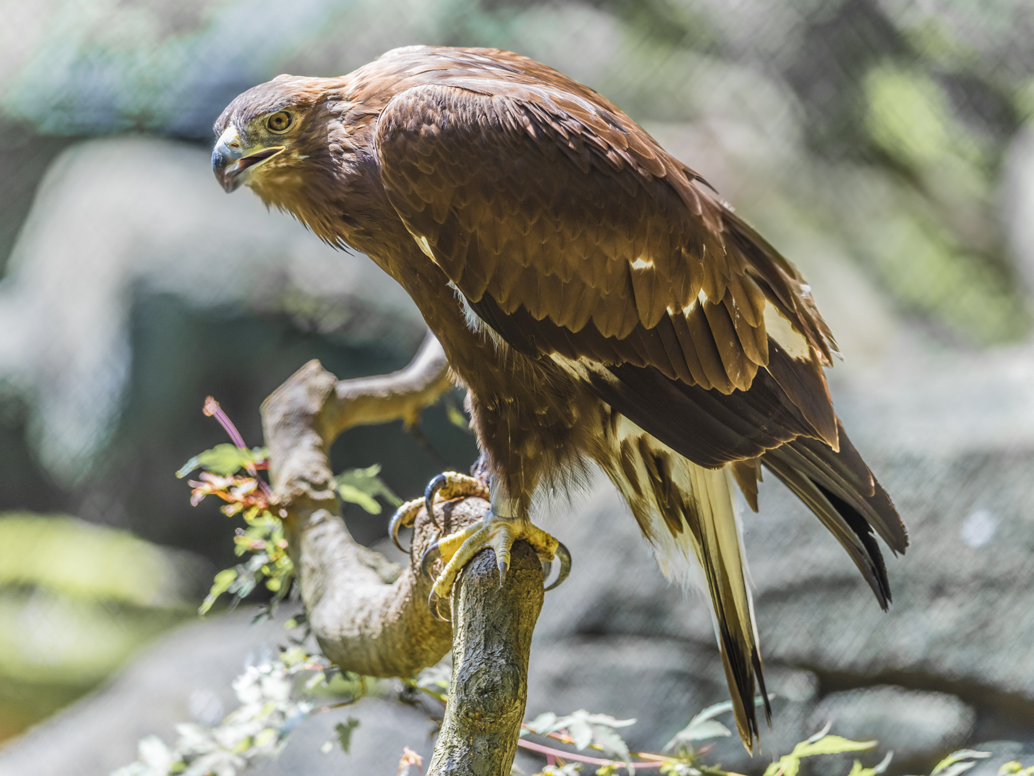Nikon AF-S Nikkor 400mm F2.8E FL ED VR sample photo. Raptor photography