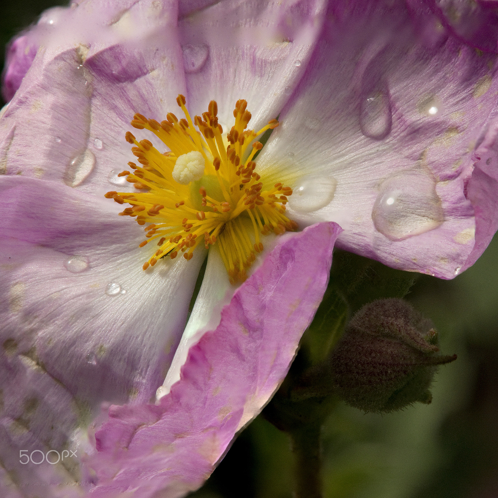 Nikon D4S + AF Nikkor 85mm f/1.8 sample photo. Cistus with raindrops photography