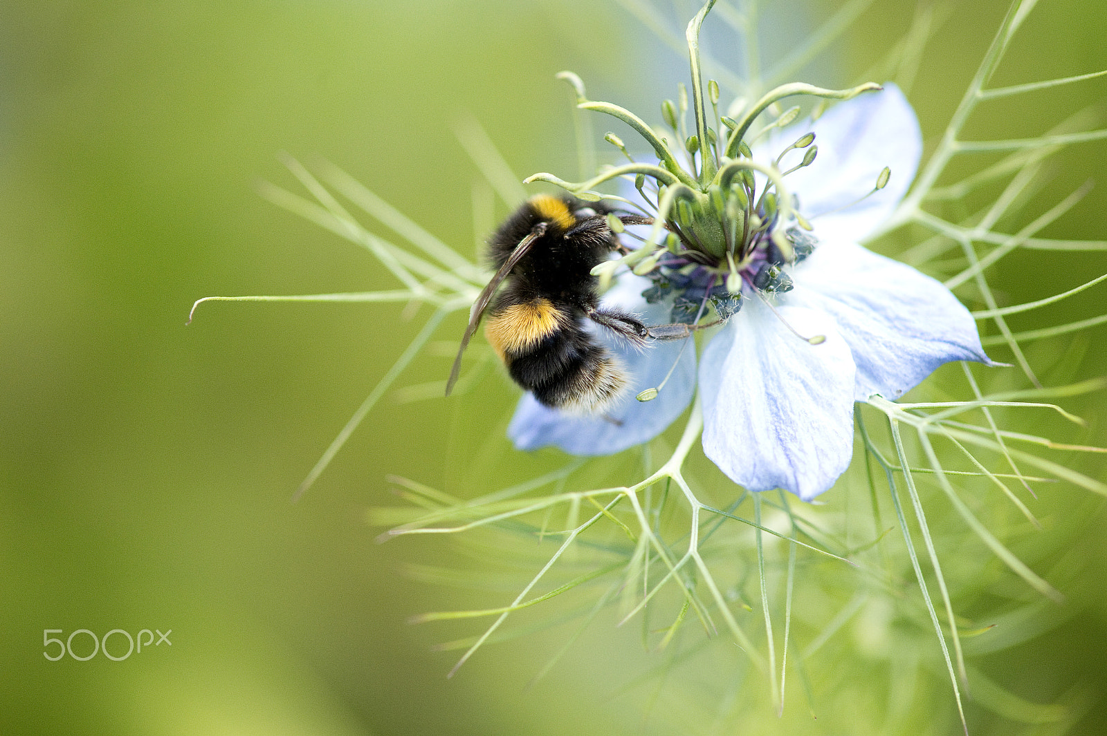 Nikon D4S sample photo. Bee on nigella (love-in-a-mist) photography