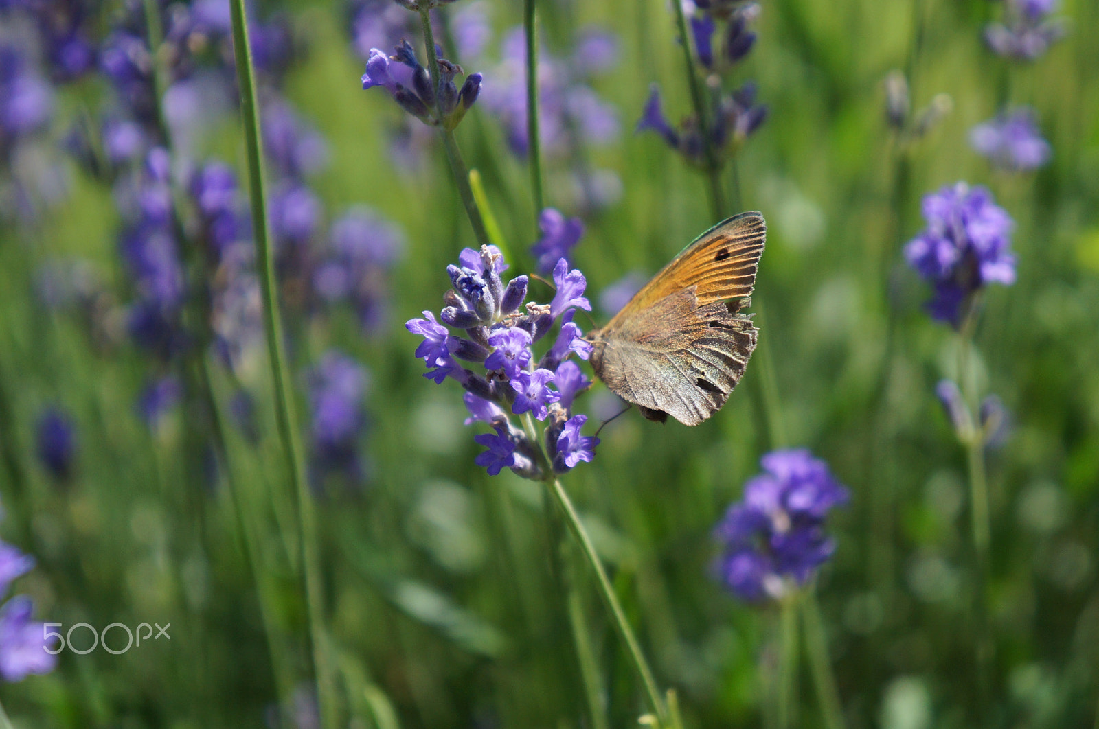 Sony Alpha NEX-F3 + Sony E 18-55mm F3.5-5.6 OSS sample photo. Butterfly on lavender blossom photography