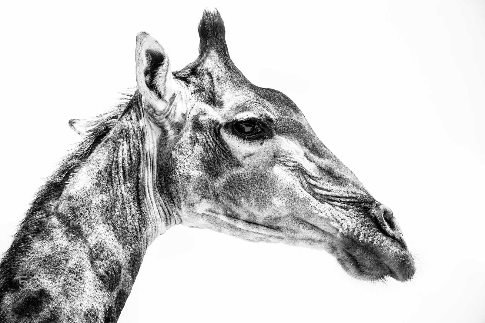 Canon EF 70-200mm F4L IS USM sample photo. Giraffe photography