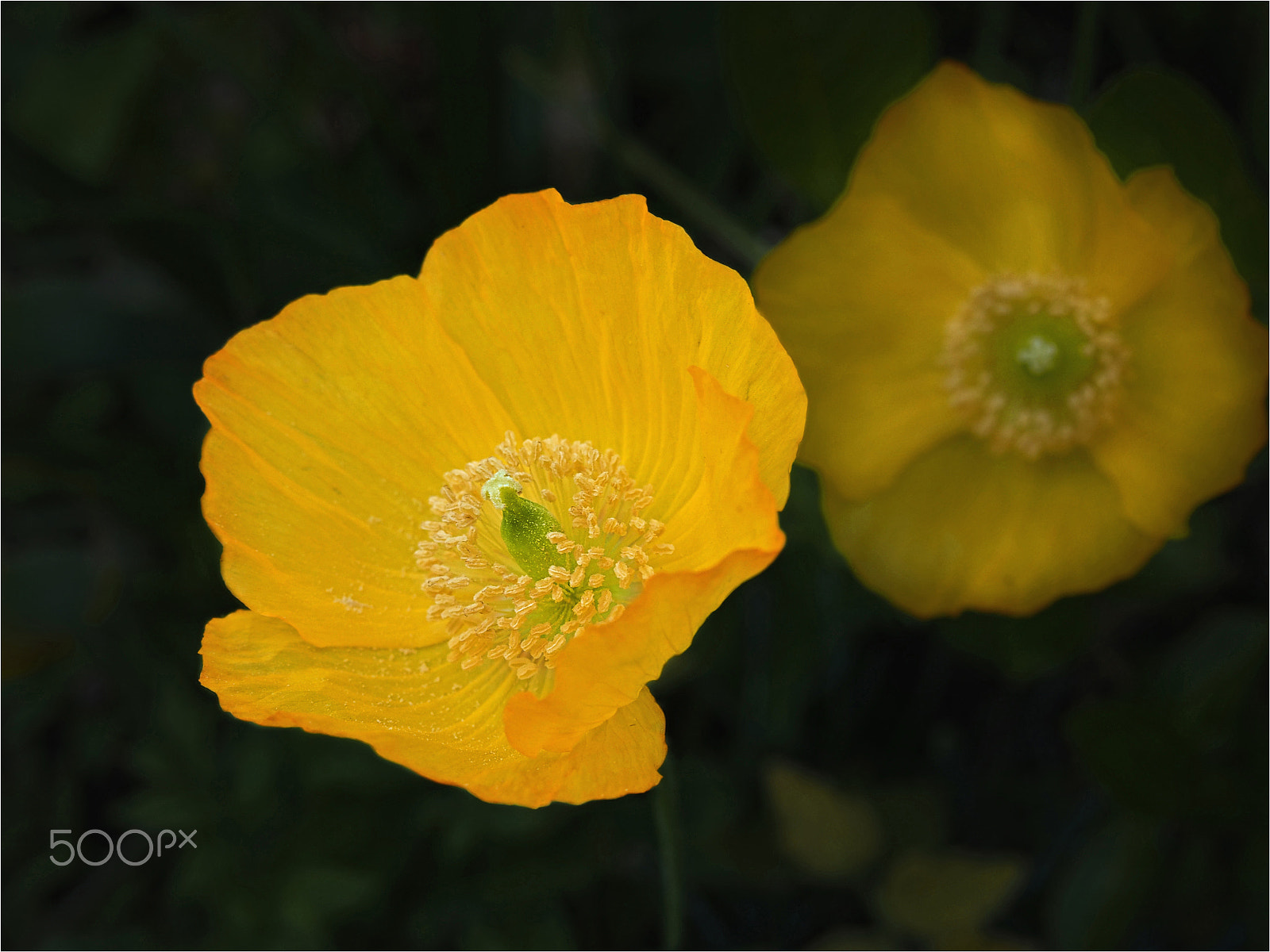 Olympus PEN E-PM2 sample photo. Me and my follower photography