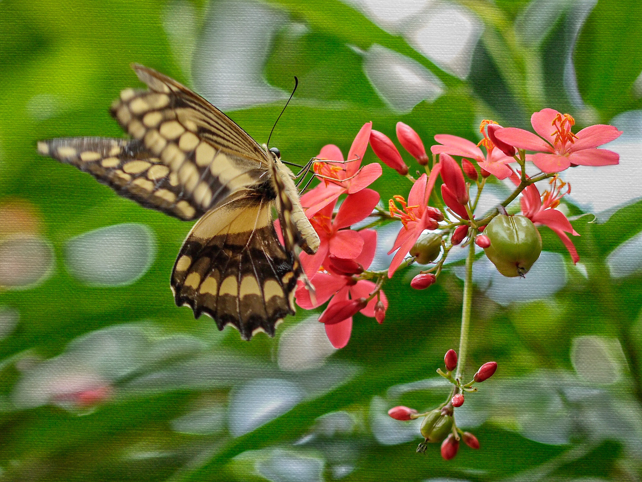 Panasonic Lumix DMC-G5 + Olympus M.Zuiko Digital 45mm F1.8 sample photo. Monarch butterfly photography