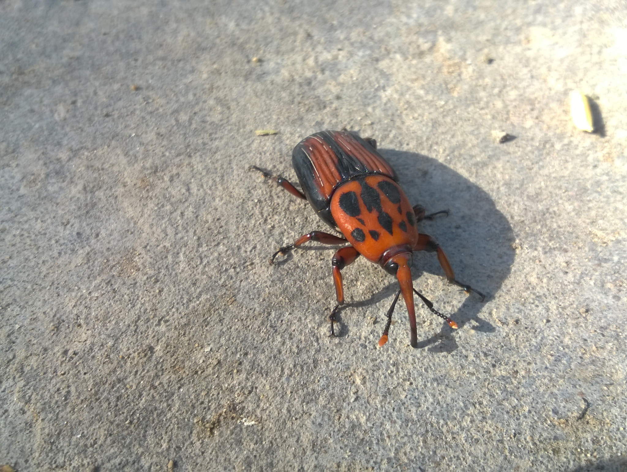 Nokia Lumia 730 Dual SIM sample photo. The red bug photography
