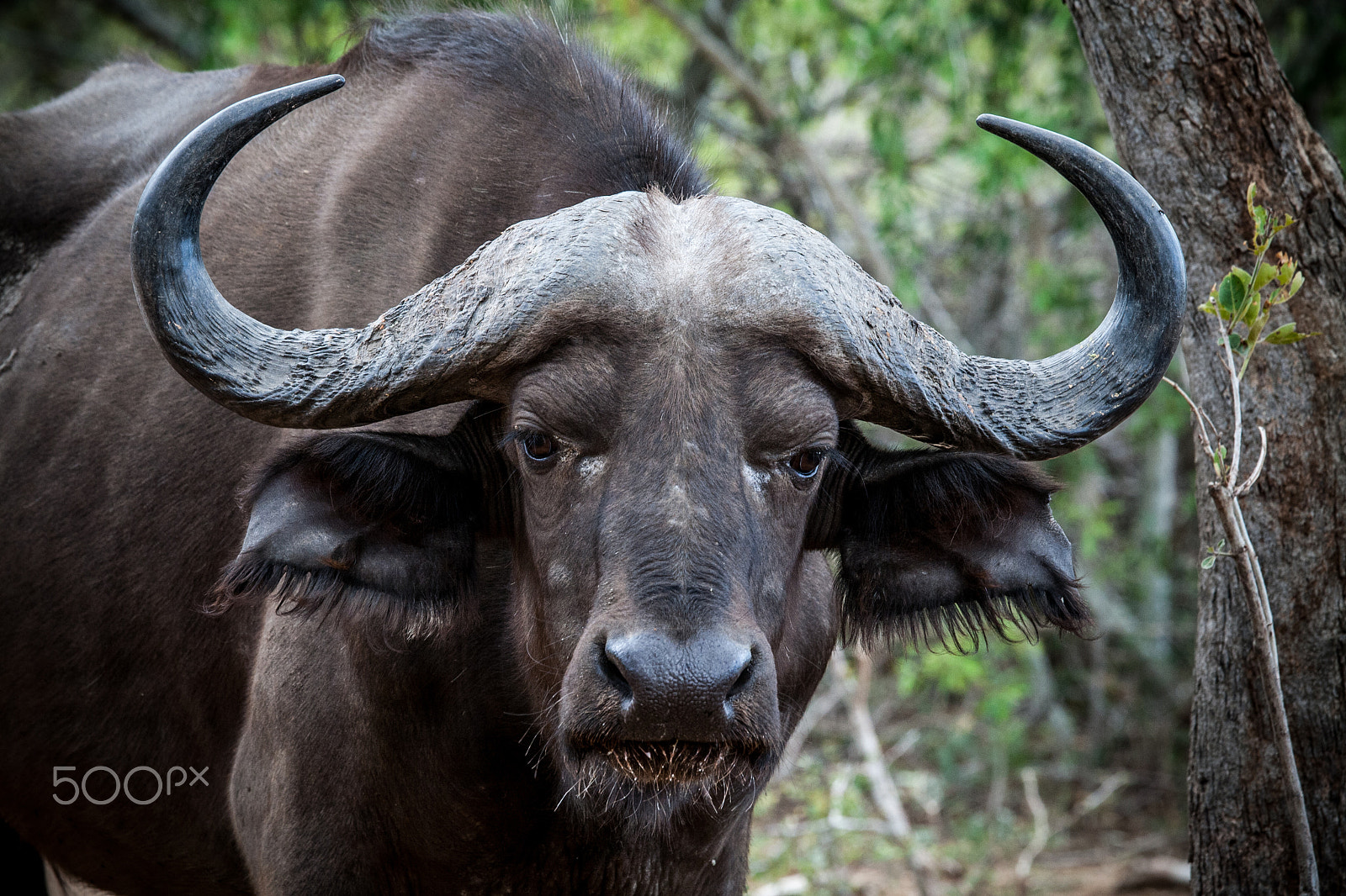 Canon EF 70-200mm F4L IS USM sample photo. Young african buffalo photography