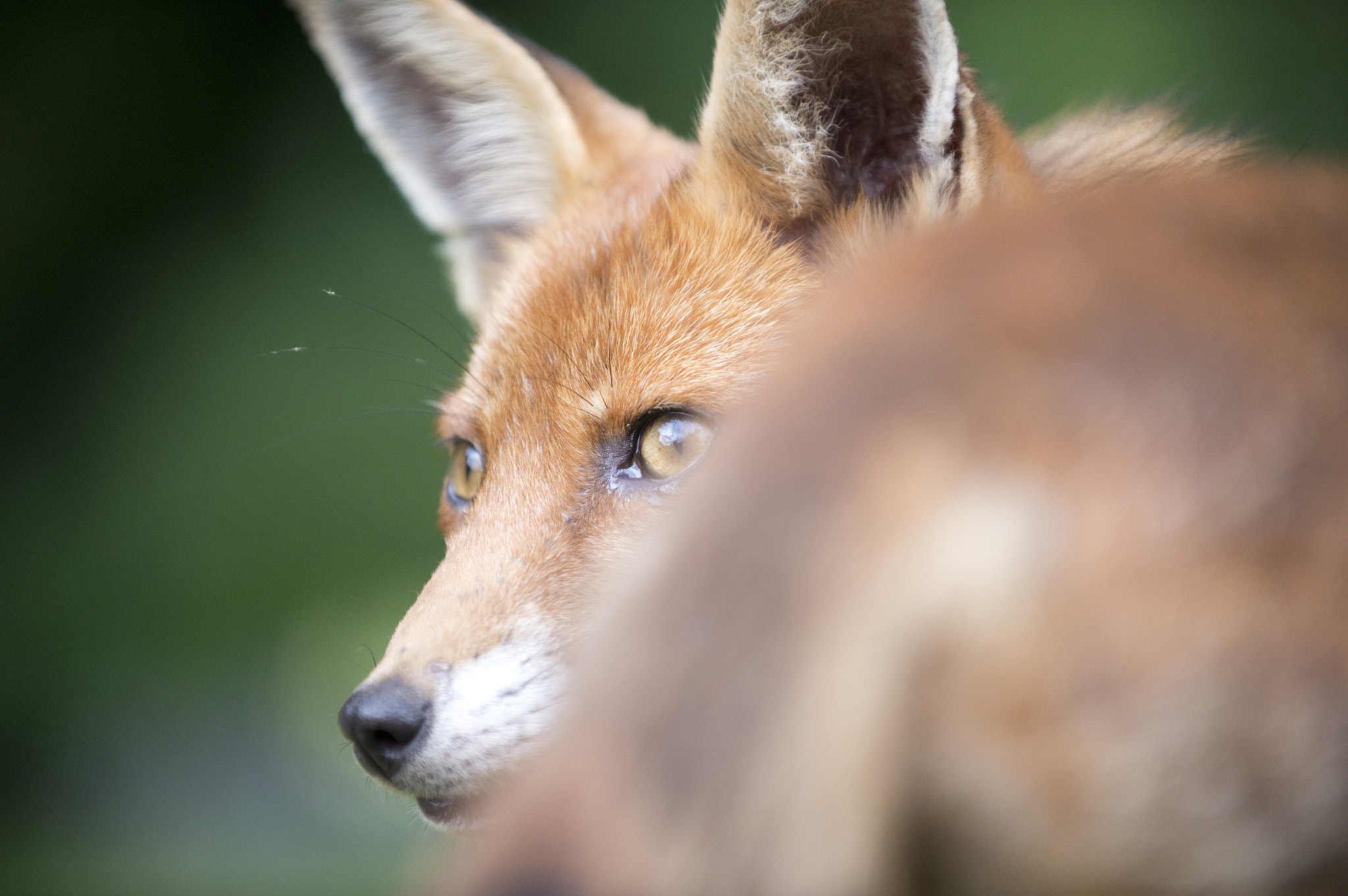 Nikon D4S sample photo. Fox looking right to left standing photography