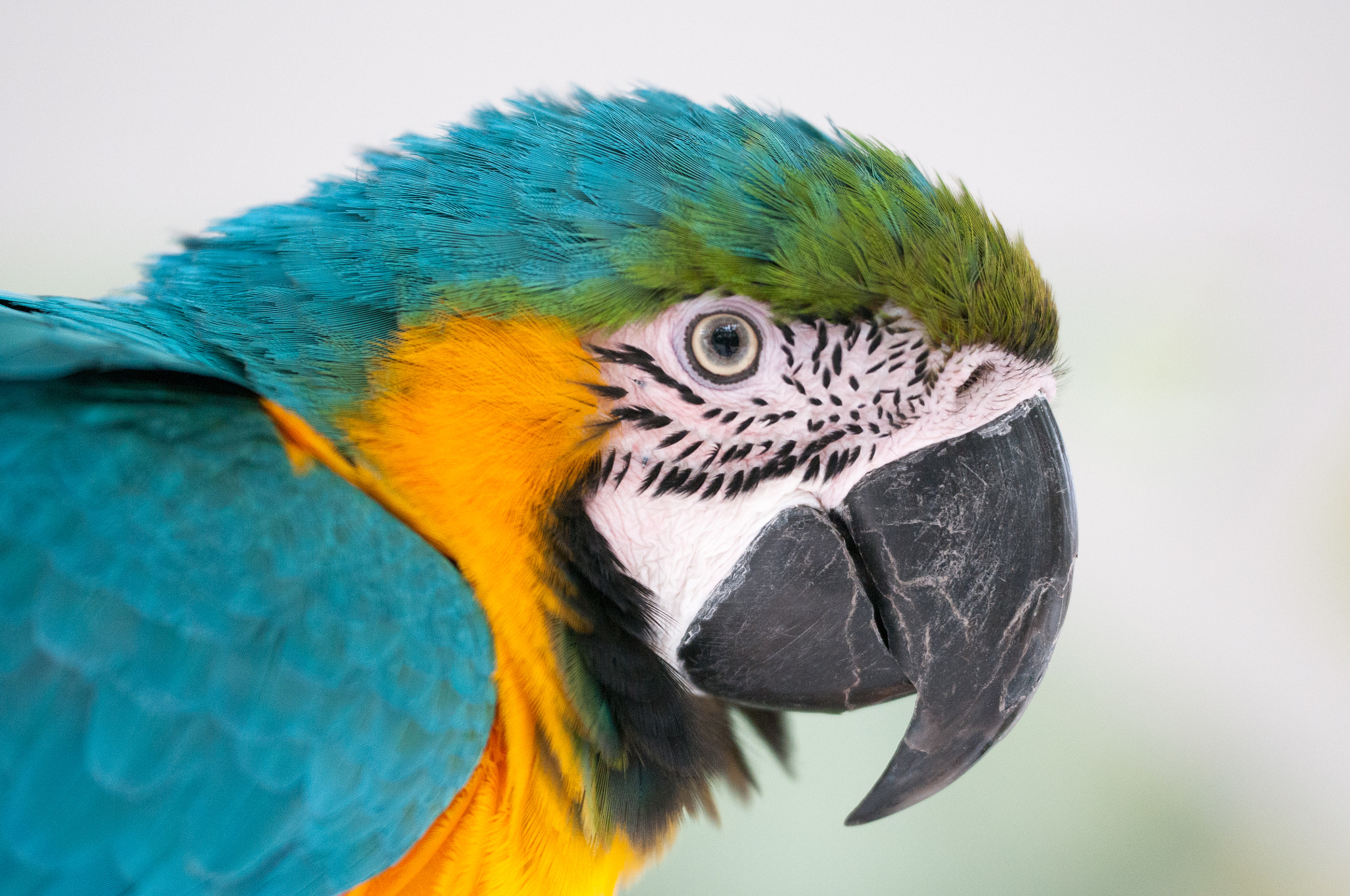 Sigma 150mm F2.8 EX DG OS Macro HSM sample photo. El loro photography
