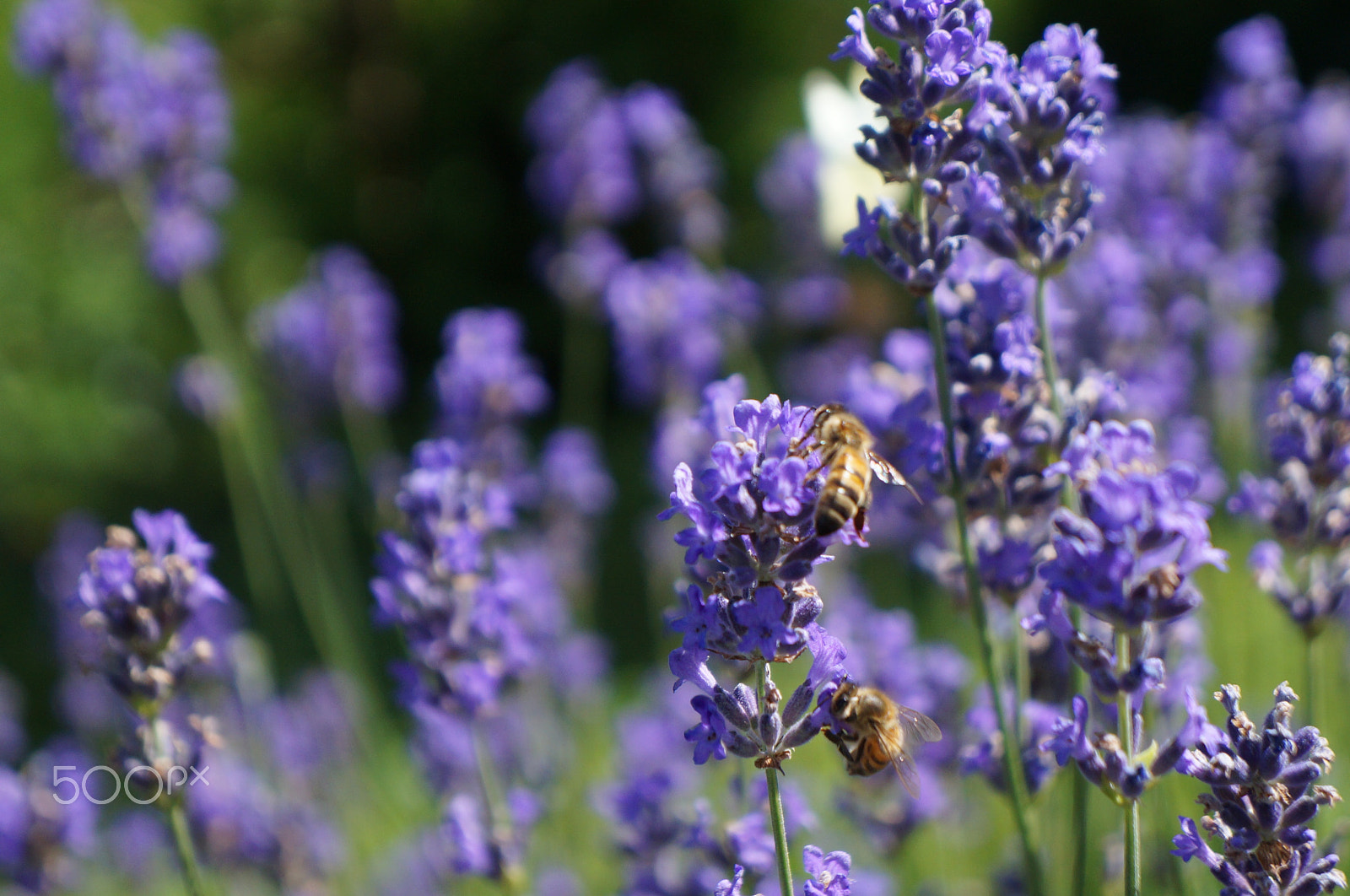 Sony Alpha NEX-F3 + Sony E 18-55mm F3.5-5.6 OSS sample photo. Bees working at a lavender shrub photography