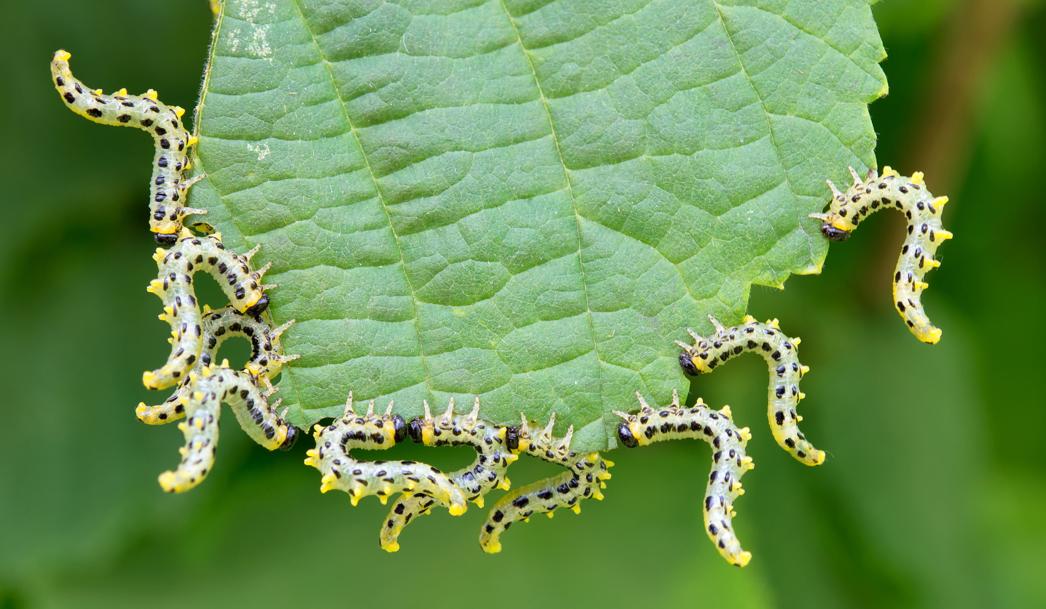 Nikon AF-S Micro-Nikkor 60mm F2.8G ED sample photo. Beautiful caterpillars photography