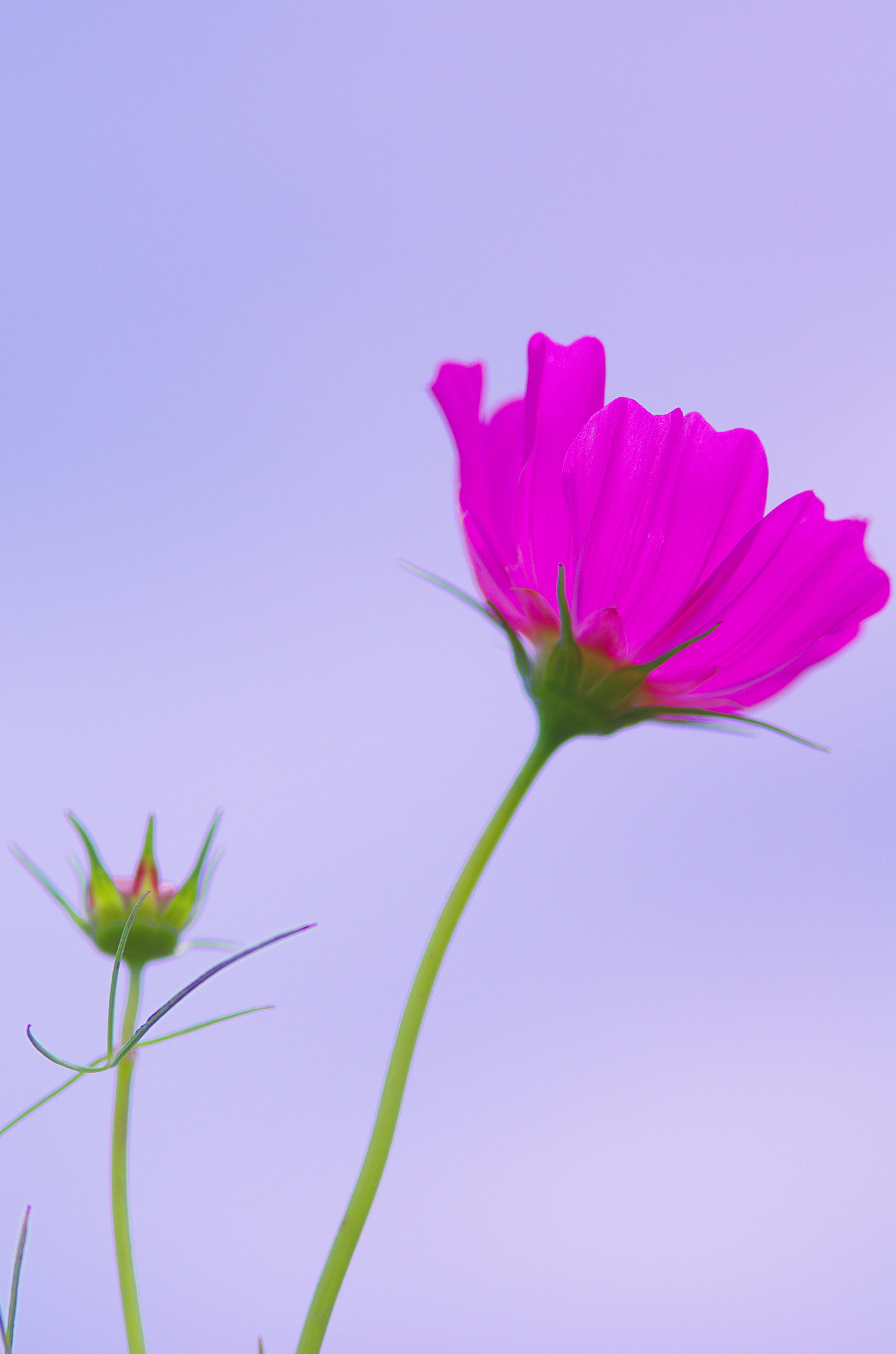 Pentax K-5 IIs + smc PENTAX-FA 135mm F2.8 [IF] sample photo. Midsummer of cosmos photography