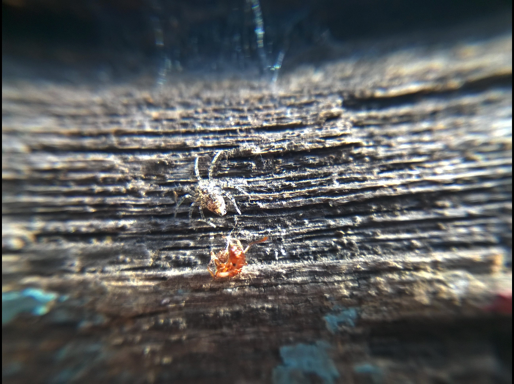 Nokia Lumia 730 Dual SIM sample photo. The ant tied by the spider photography