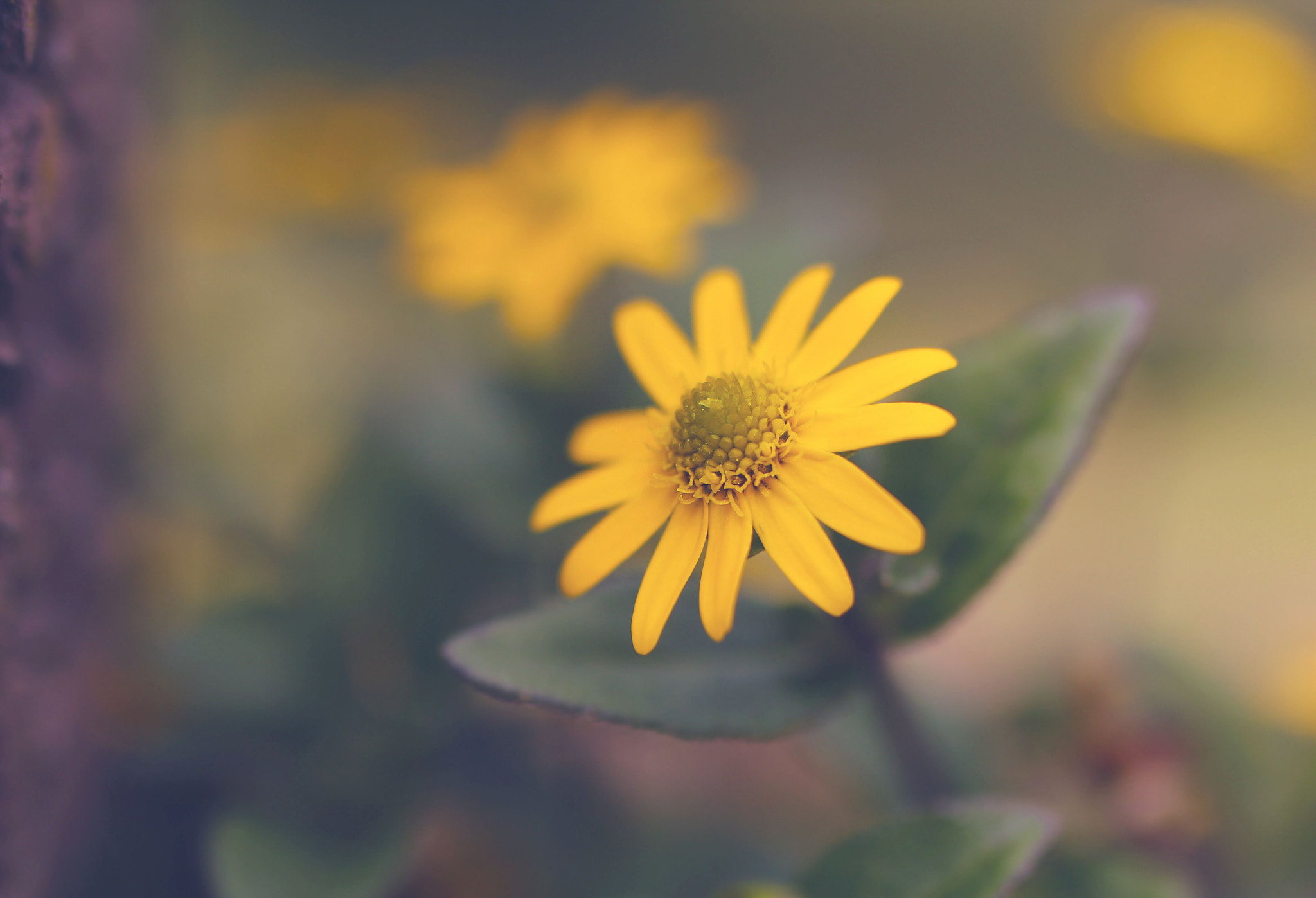 Tamron SP 35mm F1.8 Di VC USD sample photo. Yellow photography