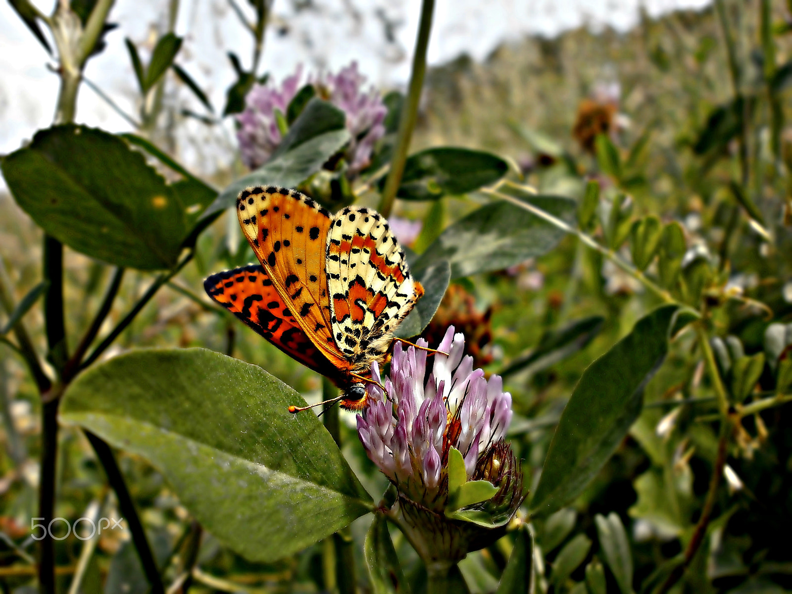 Olympus VG110,D700 sample photo. Butterfly on a clover flower photography