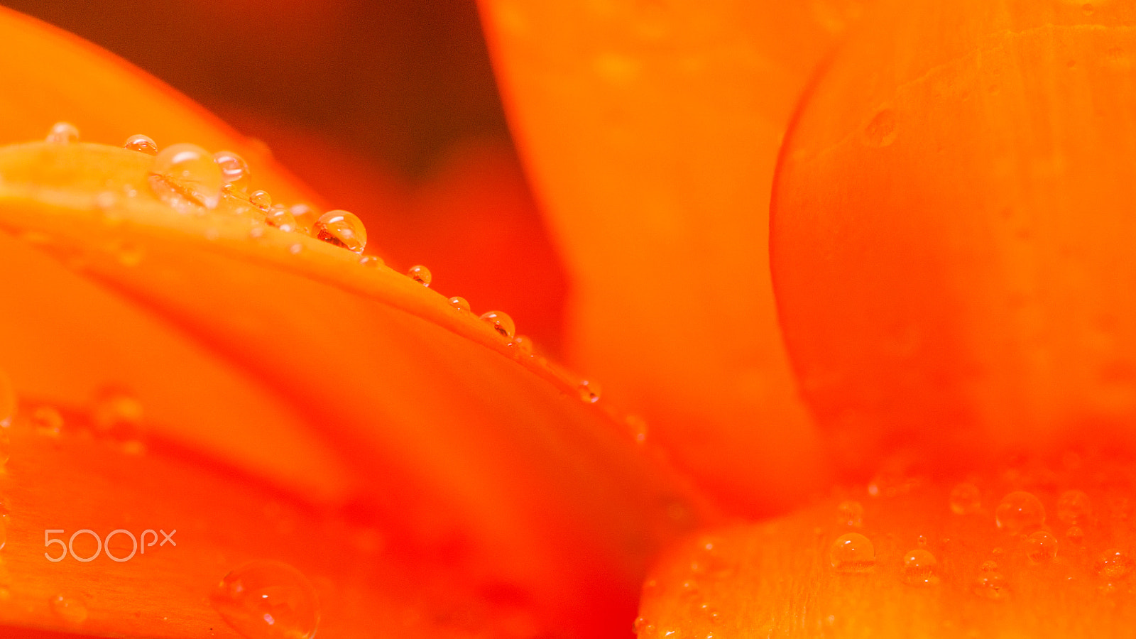 Sony a6300 + Sony FE 90mm F2.8 Macro G OSS sample photo. Gerbera flower petals photography