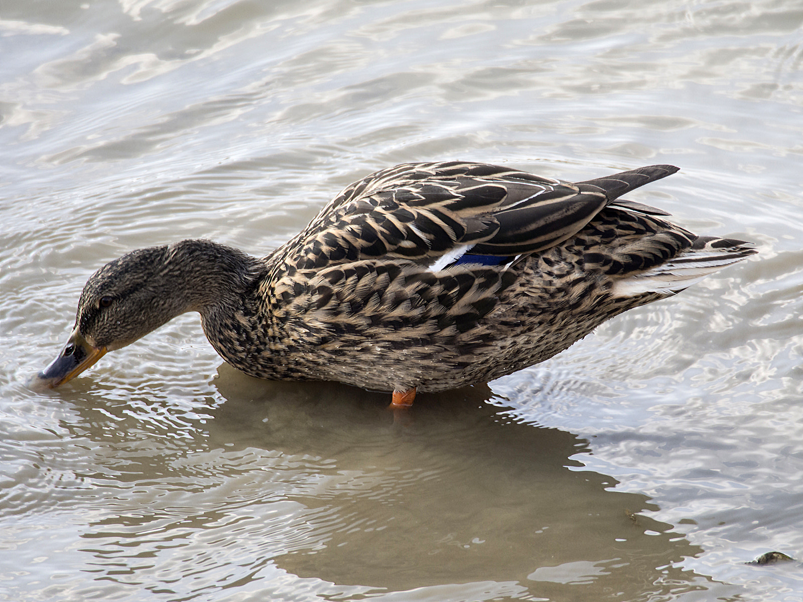 Olympus OM-D E-M5 sample photo. Female duck feeding photography