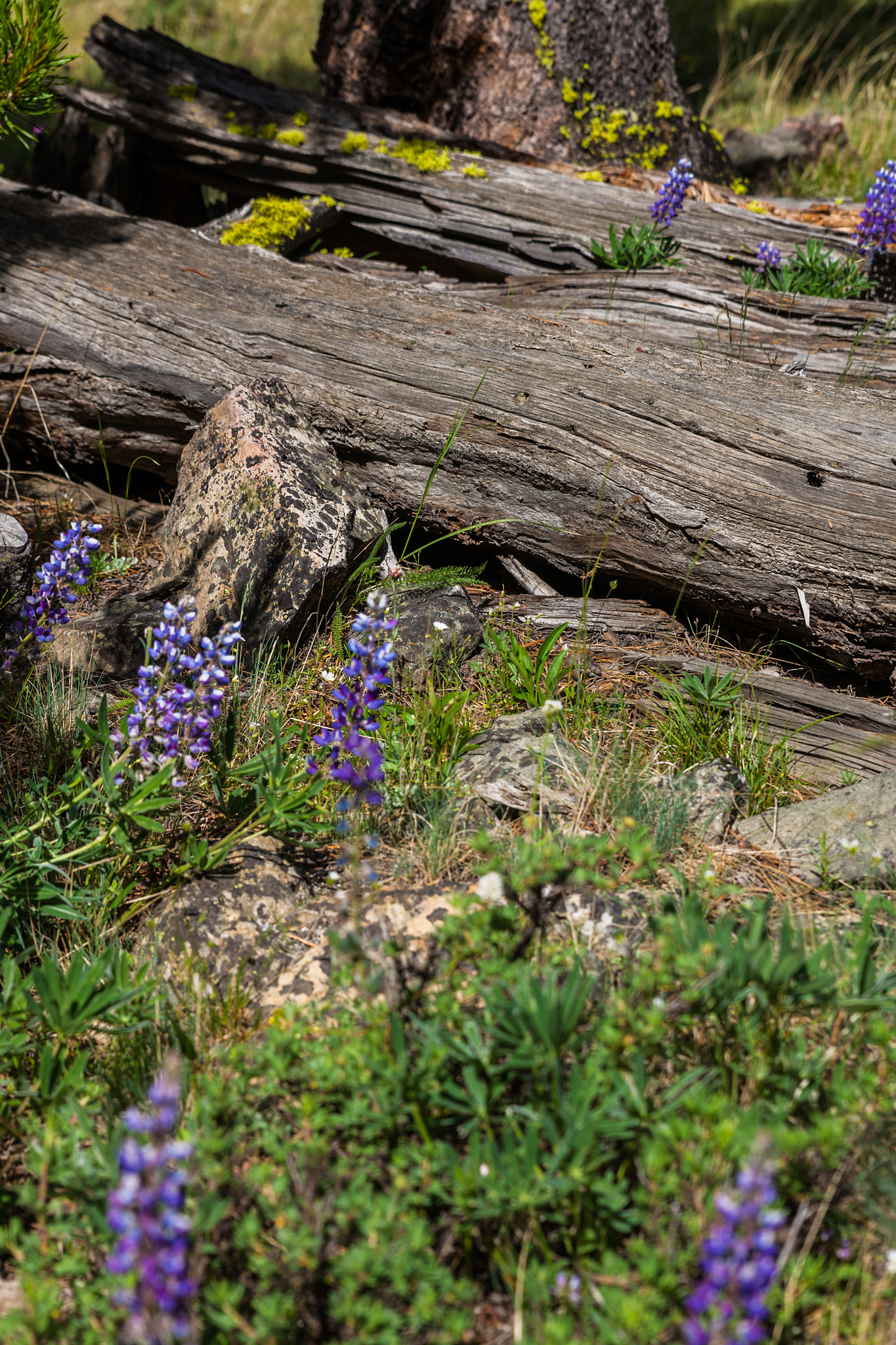 Canon EOS-1Ds Mark III sample photo. Lupine moss photography