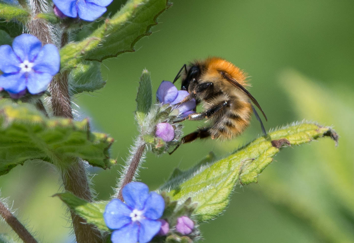 Nikon AF-S Nikkor 300mm F2.8G ED VR II sample photo. Bee closeup. photography