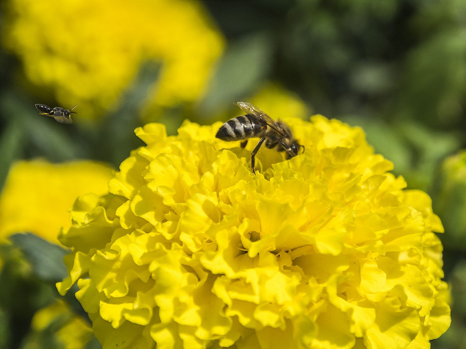 Olympus OM-D E-M1 + OLYMPUS M.12-50mm F3.5-6.3 sample photo. Honey bee with a friend photography