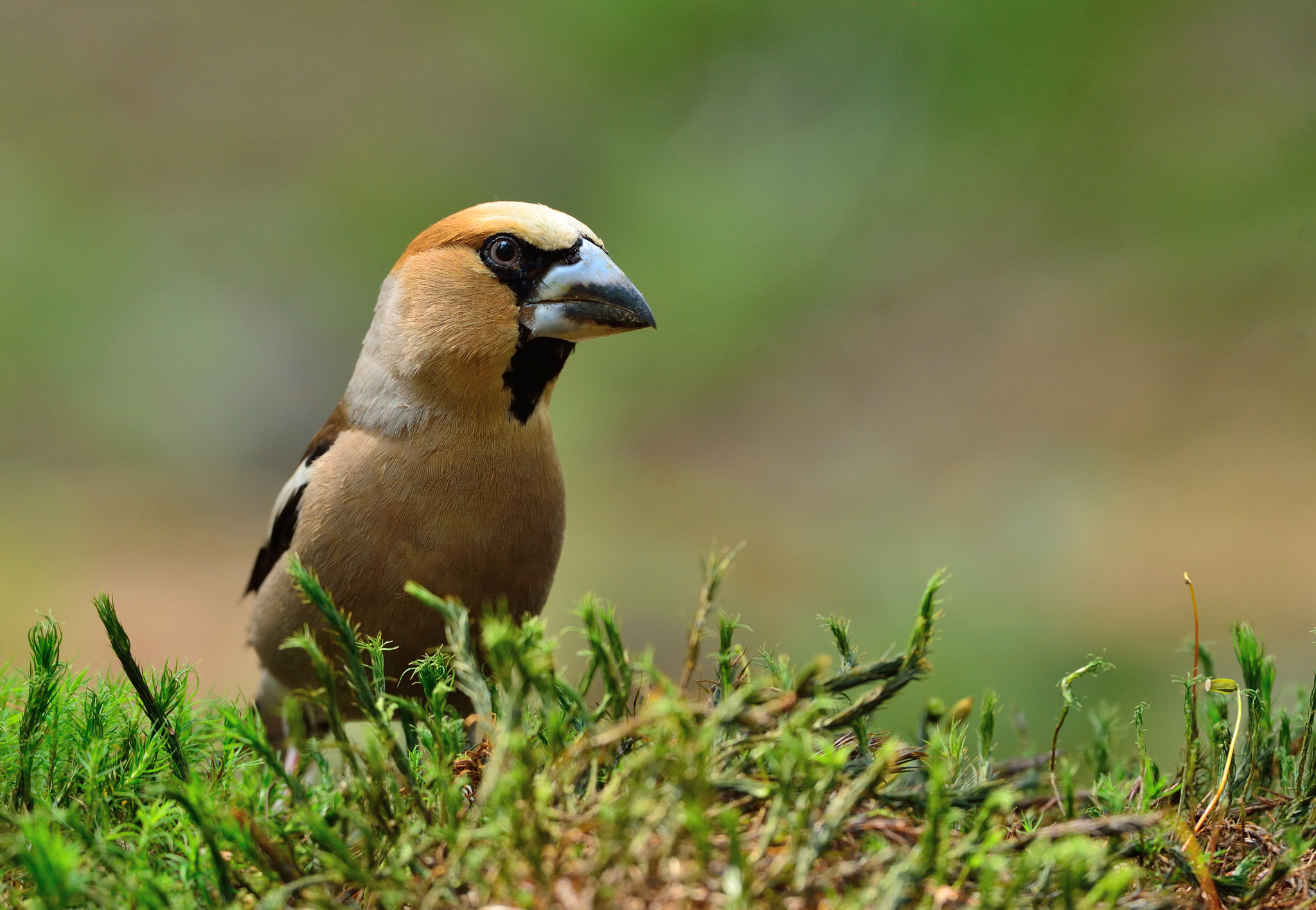 Nikon D600 + Nikon AF-S Nikkor 500mm F4G ED VR sample photo. Appelvink photography