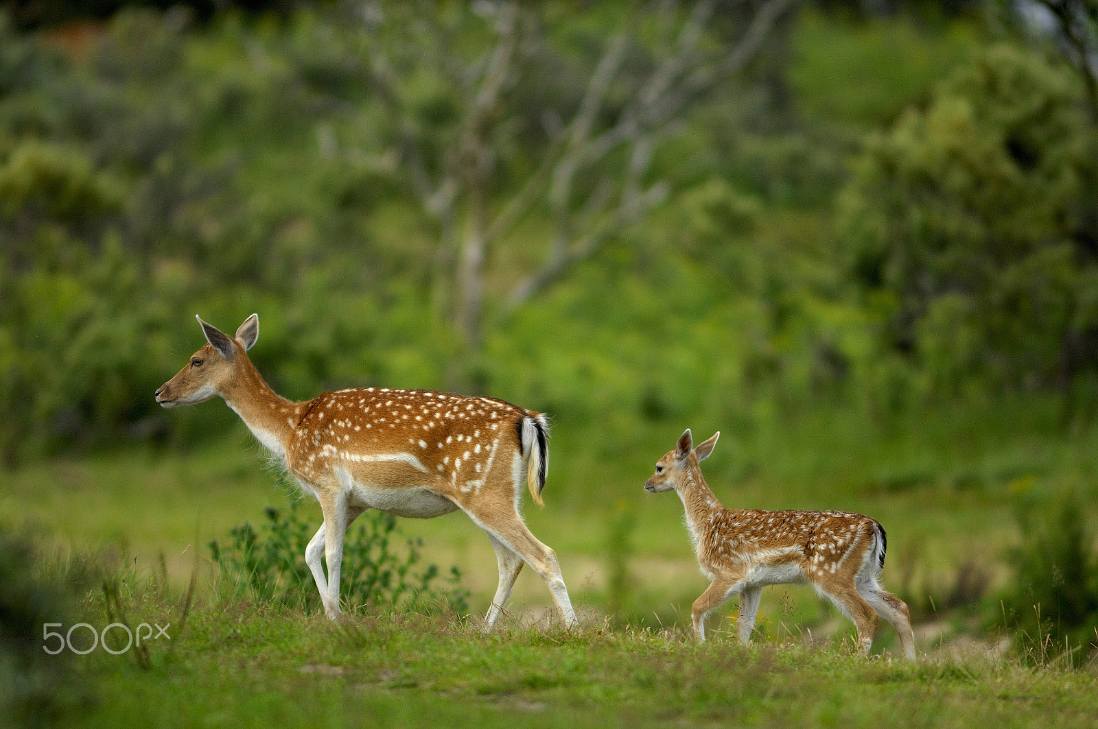 Nikkor 500mm f/4 P ED IF sample photo. In mommy's steps photography